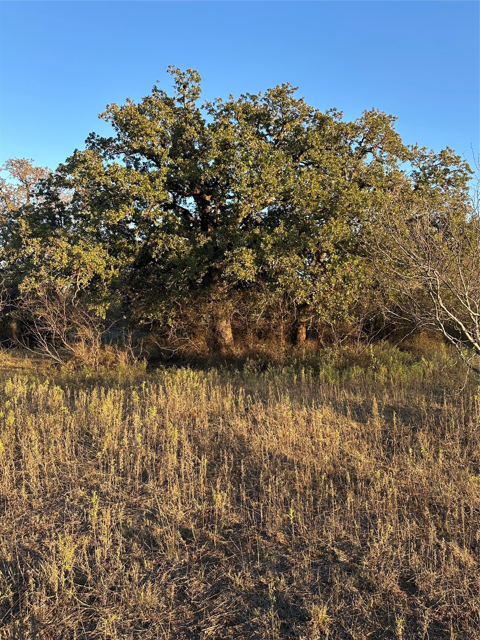 Tbd Thomas 80 Ranch Bangs TX 76823