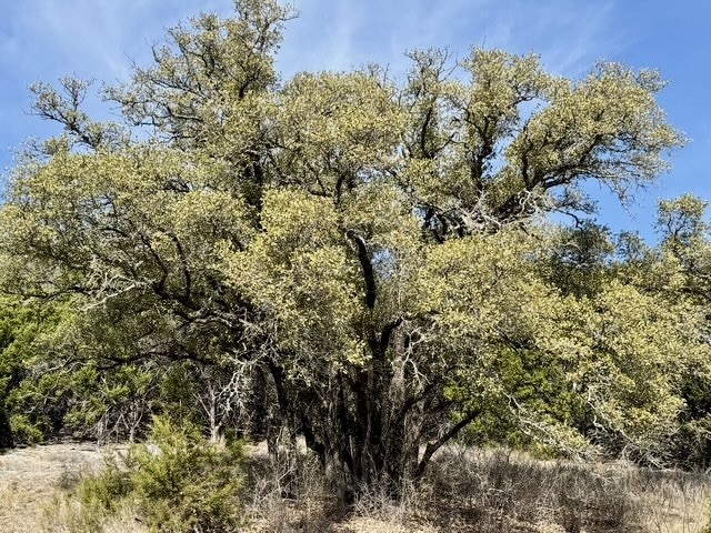 Lot 166 Private Road 16022 Jonesboro TX 76538