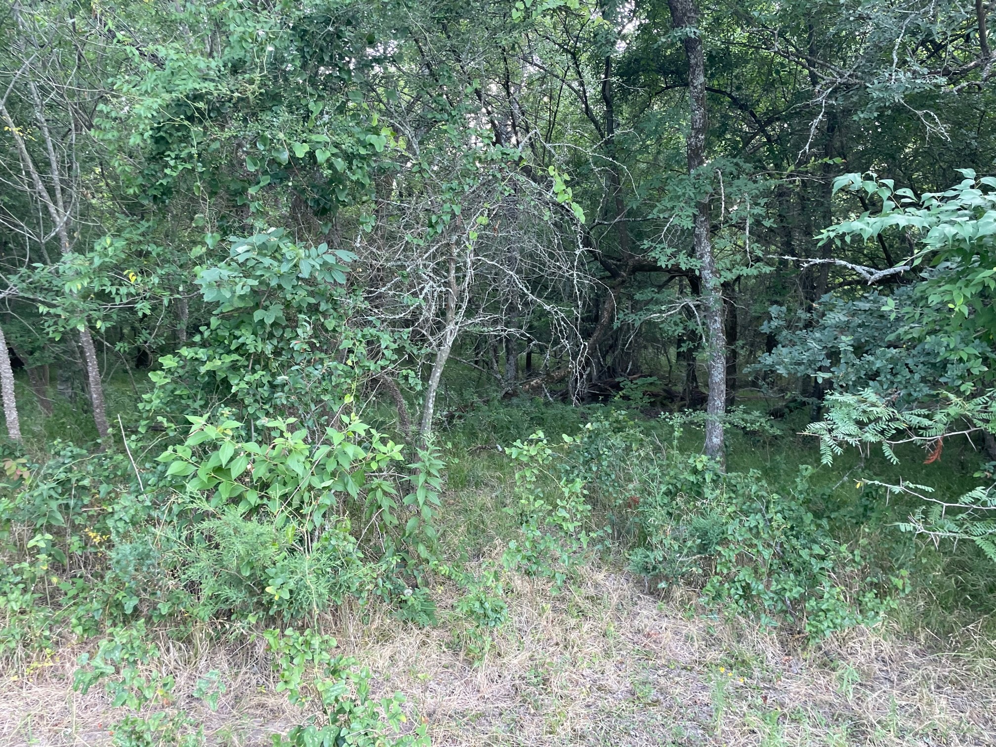 4005 County Road 2825 Honey Grove TX 75446