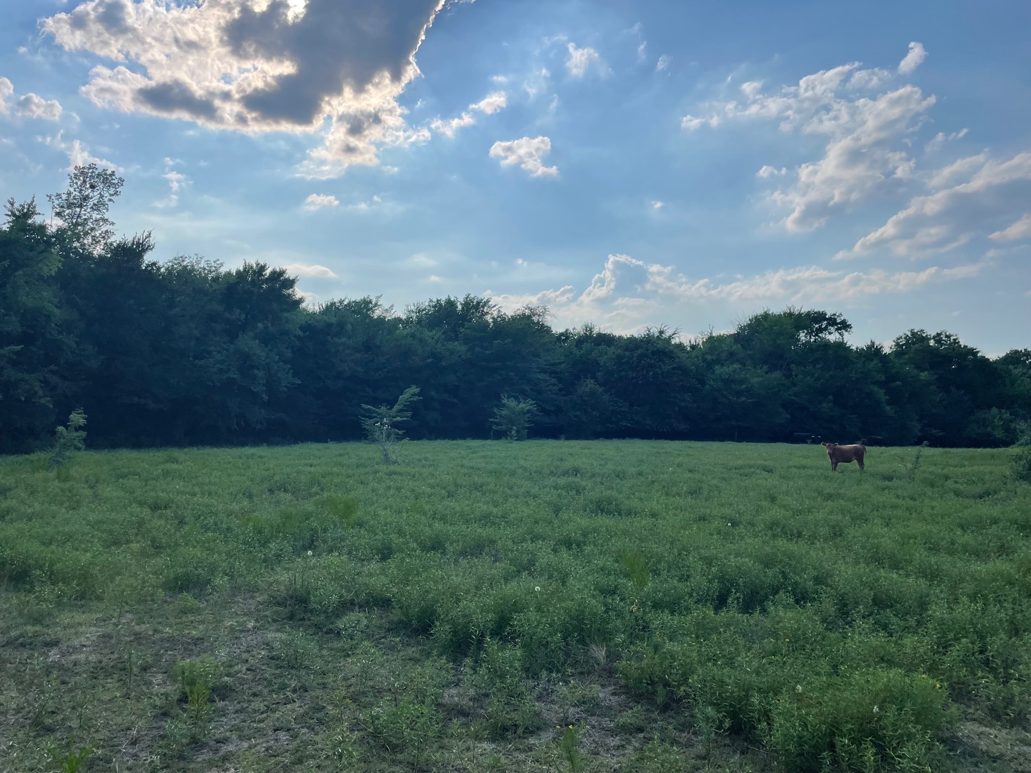 4005 County Road 2825 Honey Grove TX 75446