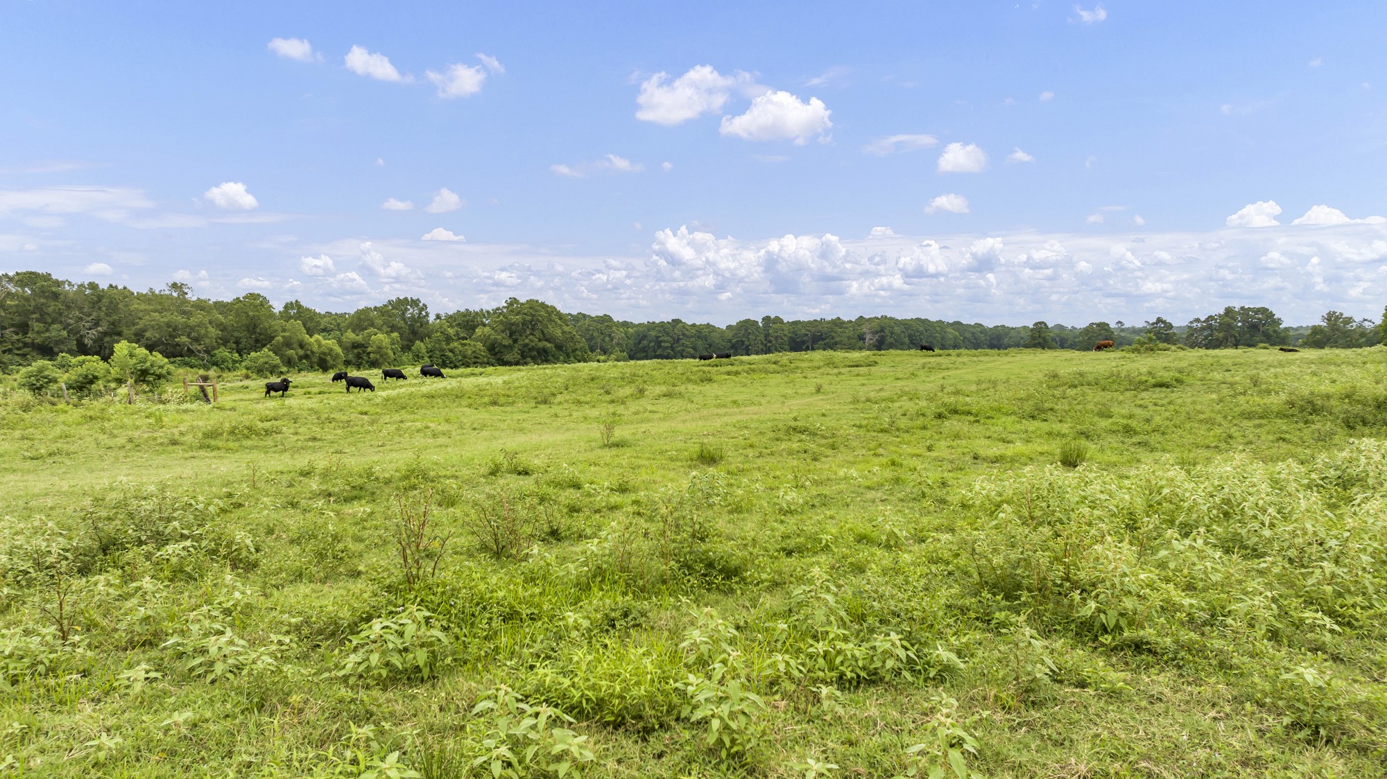 Tbd County Road 435 No City TX 75974