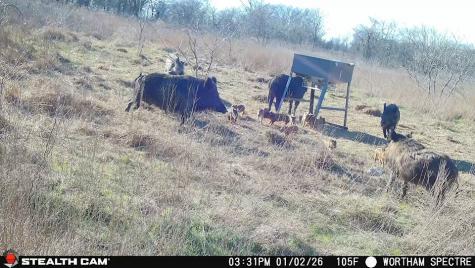 168+/- Acres Sh-14 Wortham TX 76681