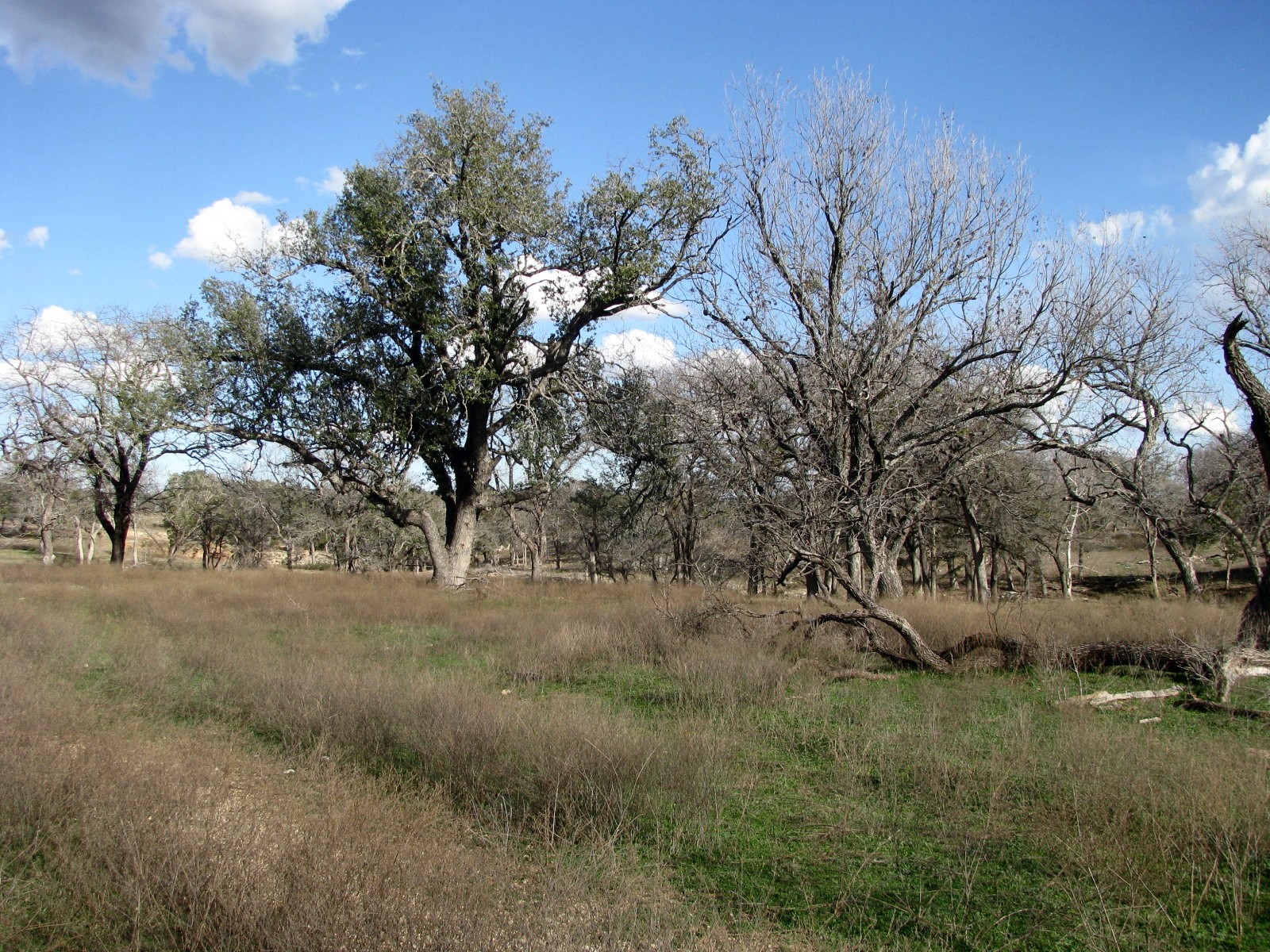 1296 Buffalo Creek Drive Drive Evant TX 76525
