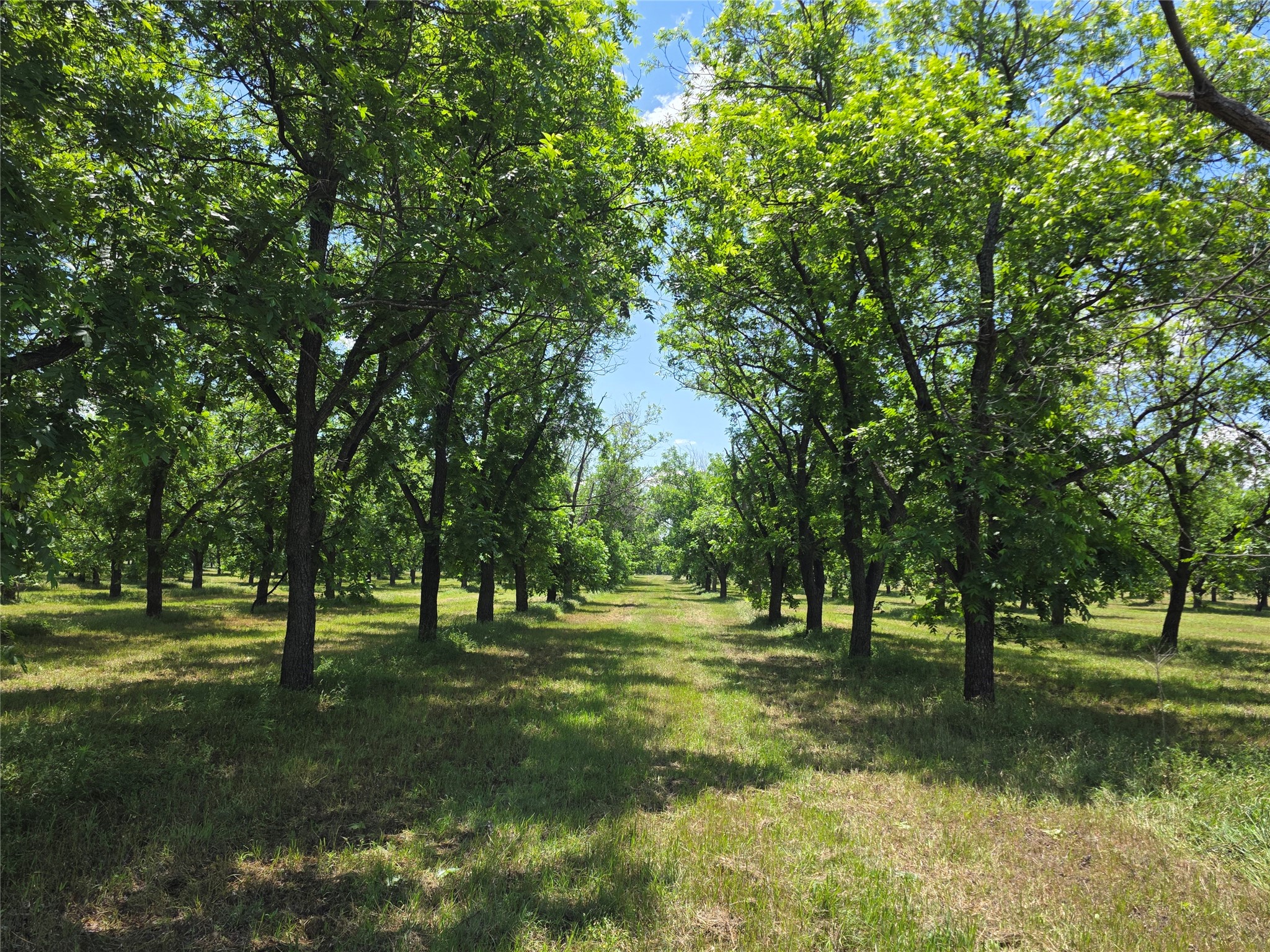 Tbd Cr 446 De Leon TX 76444