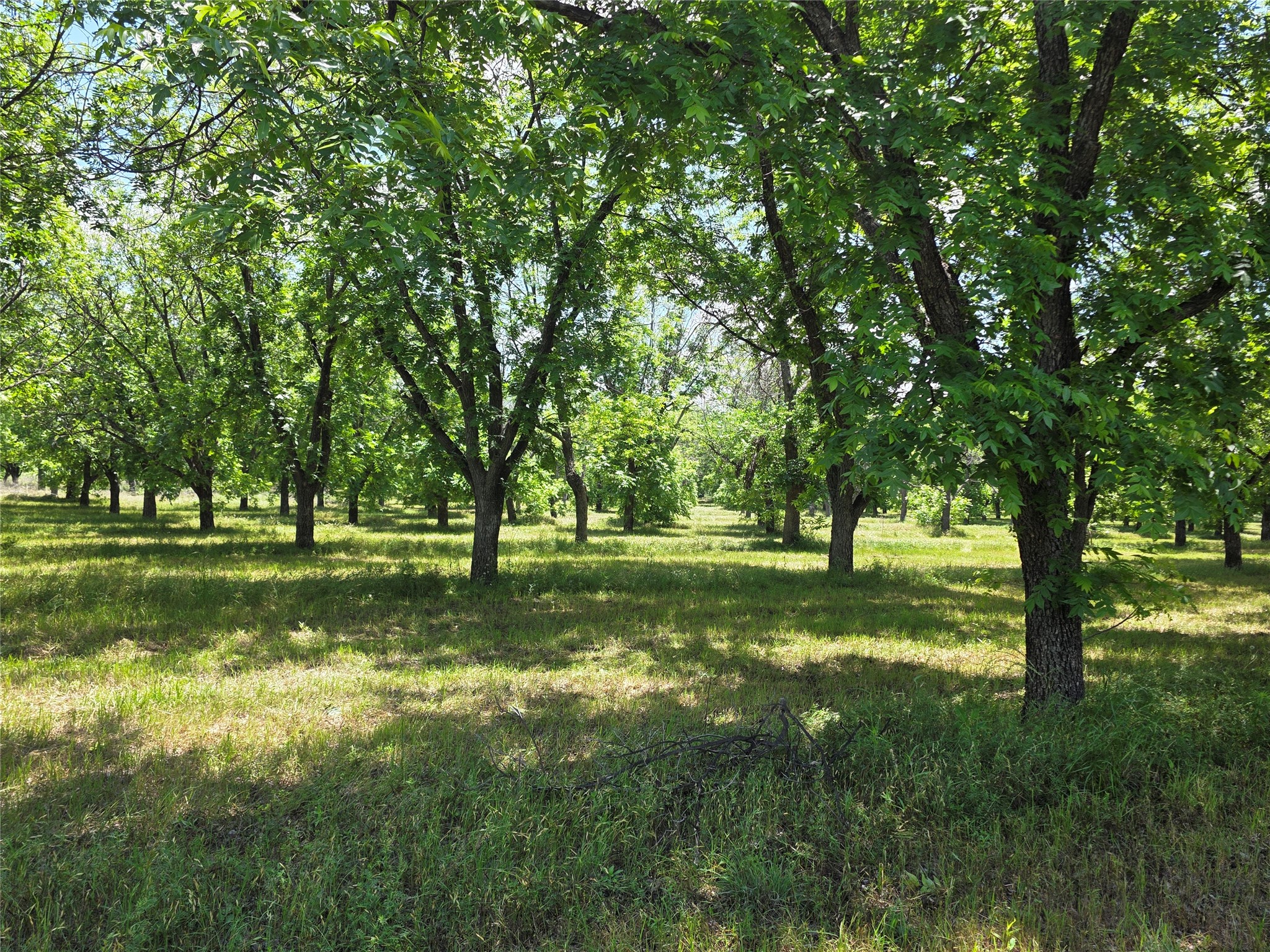 Tbd Cr 446 De Leon TX 76444