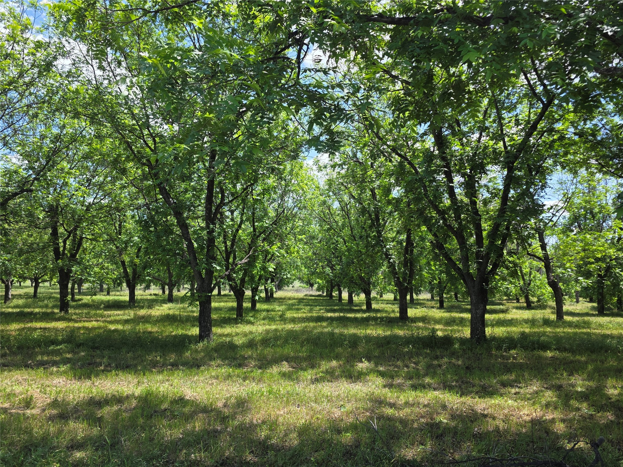 Tbd Cr 446 De Leon TX 76444