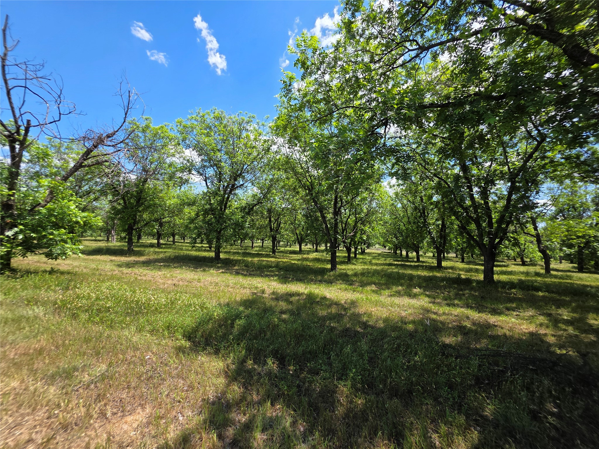 Tbd Cr 446 De Leon TX 76444
