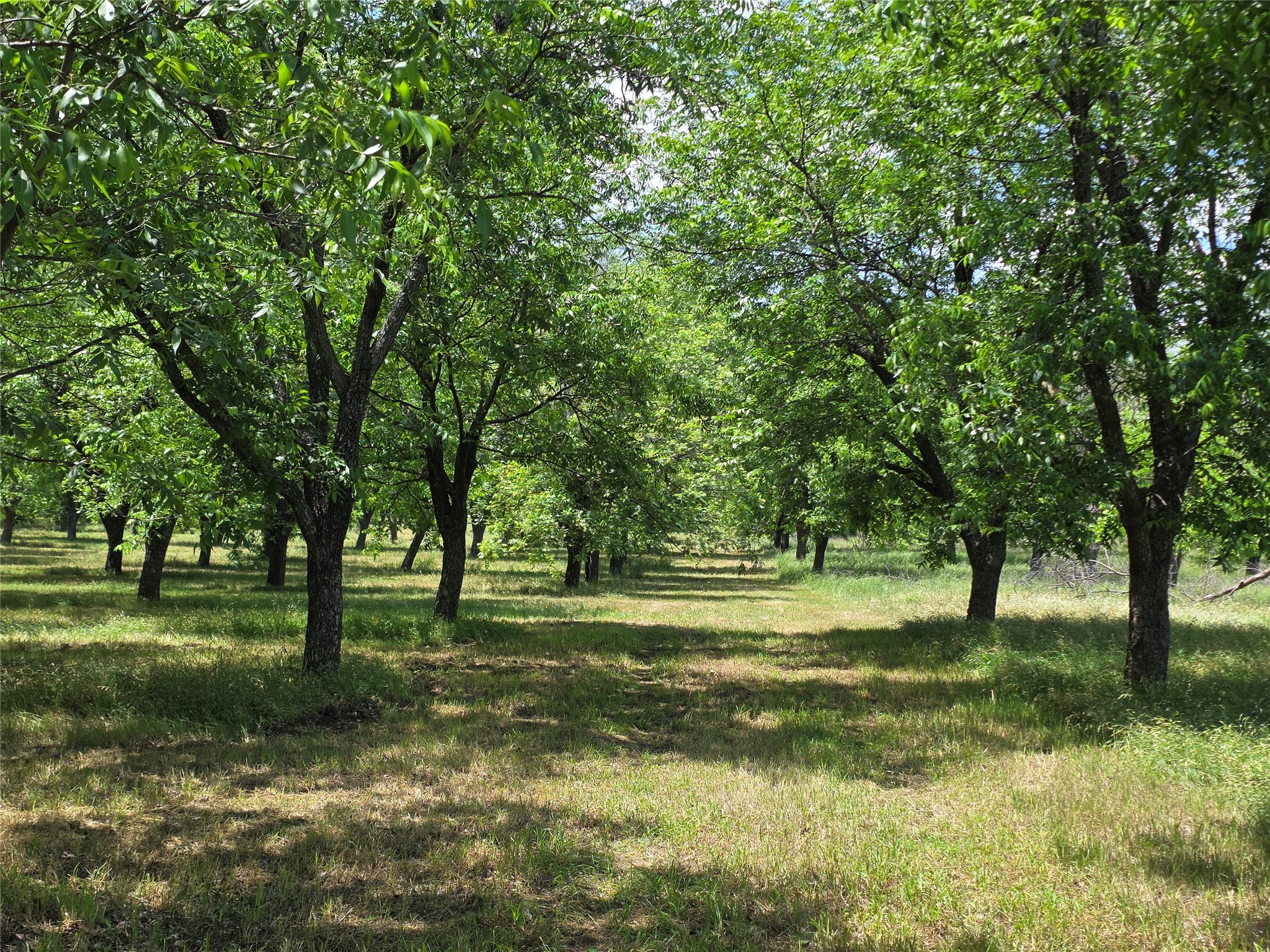 Tbd Cr 446 De Leon TX 76444