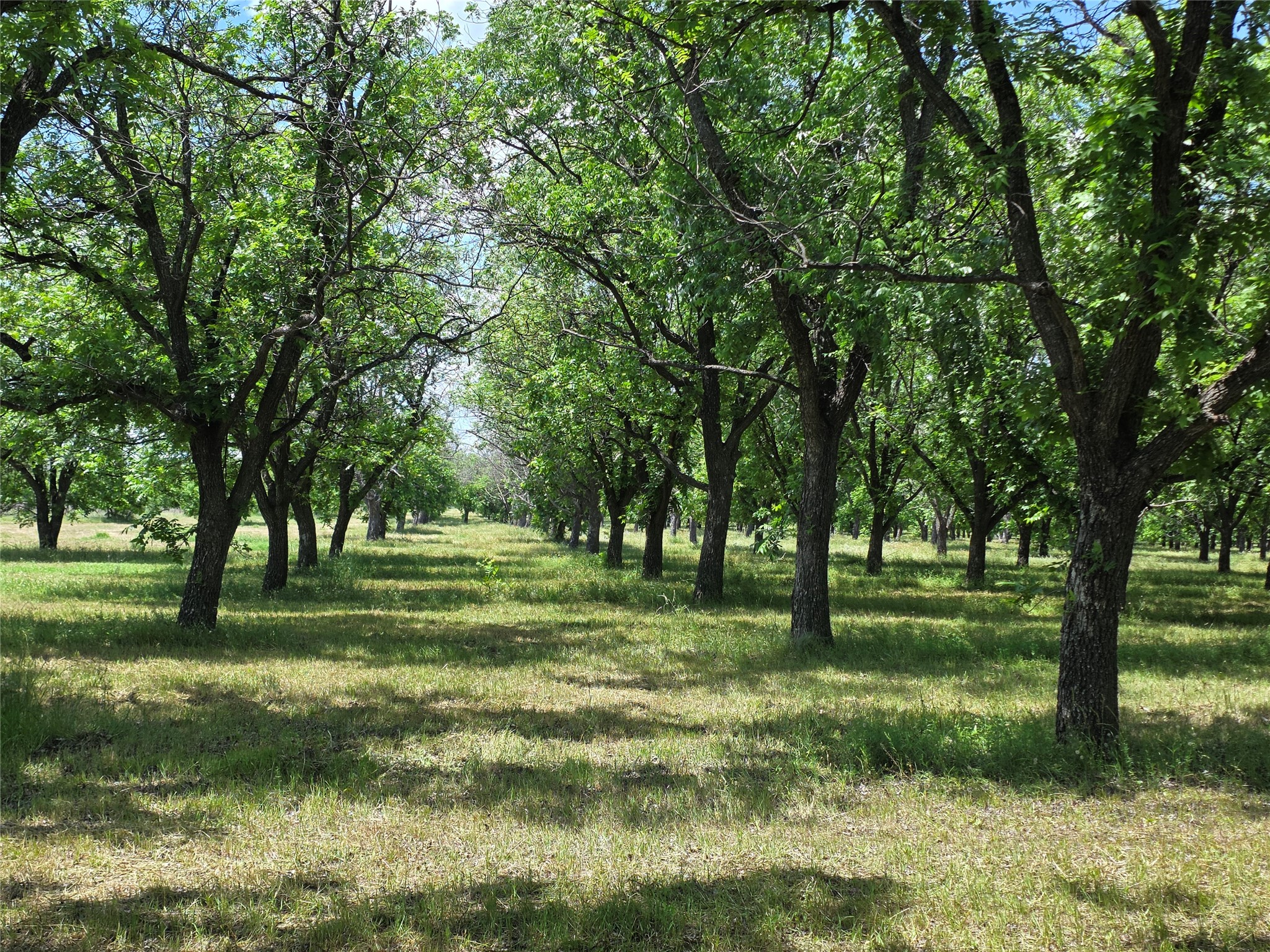 Tbd Cr 446 De Leon TX 76444