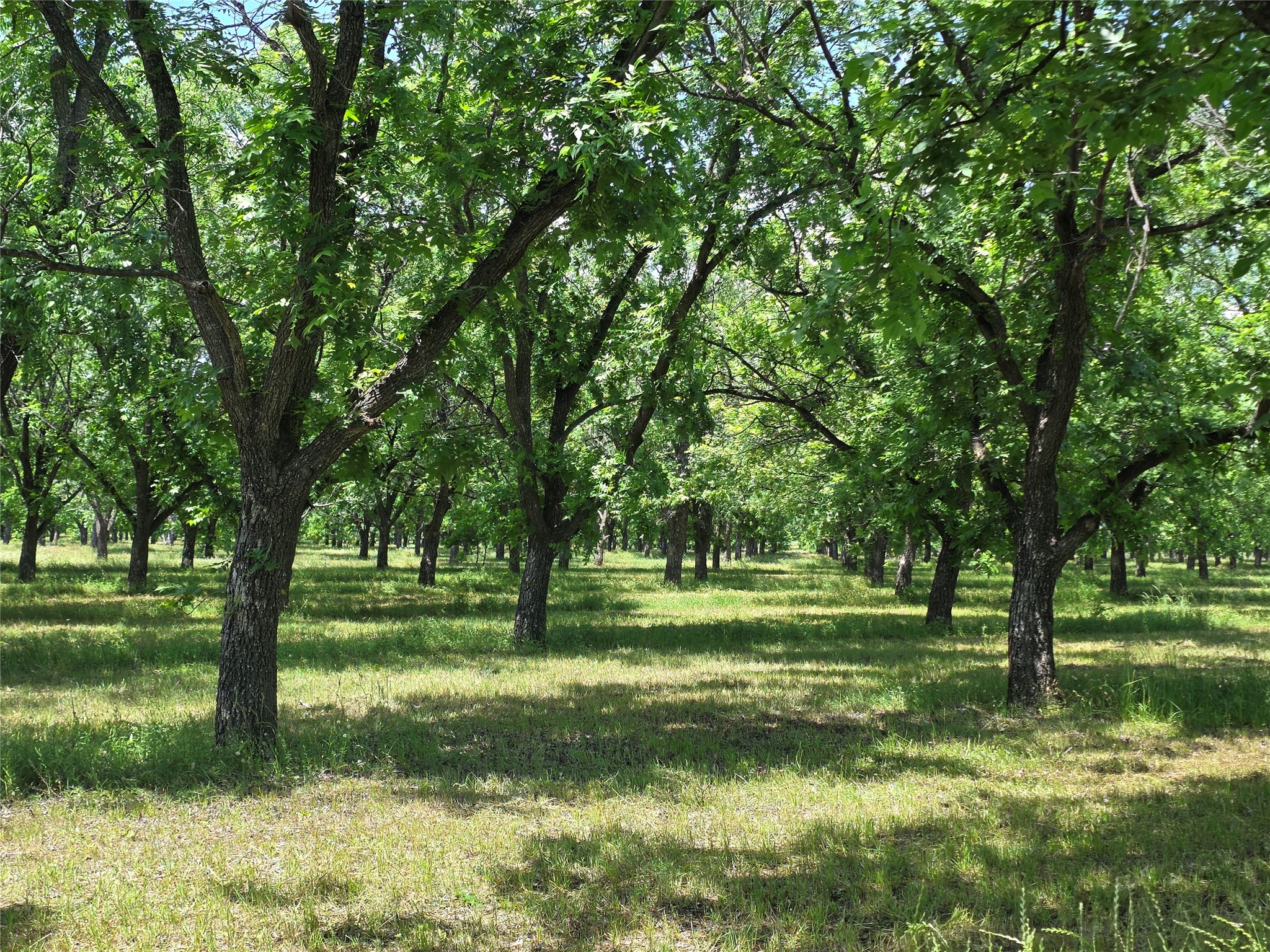 Tbd Cr 446 De Leon TX 76444