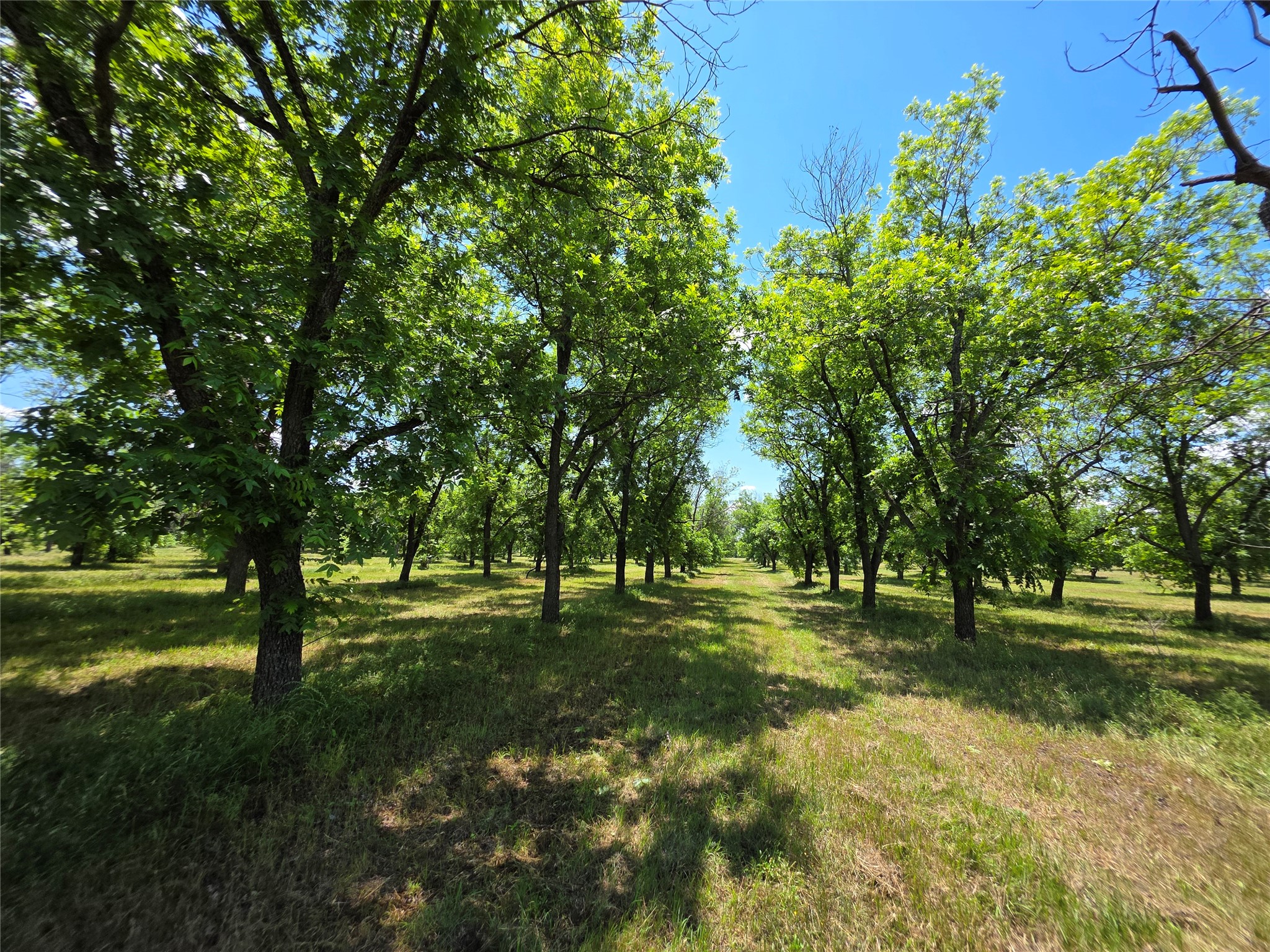 Tbd Cr 446 De Leon TX 76444