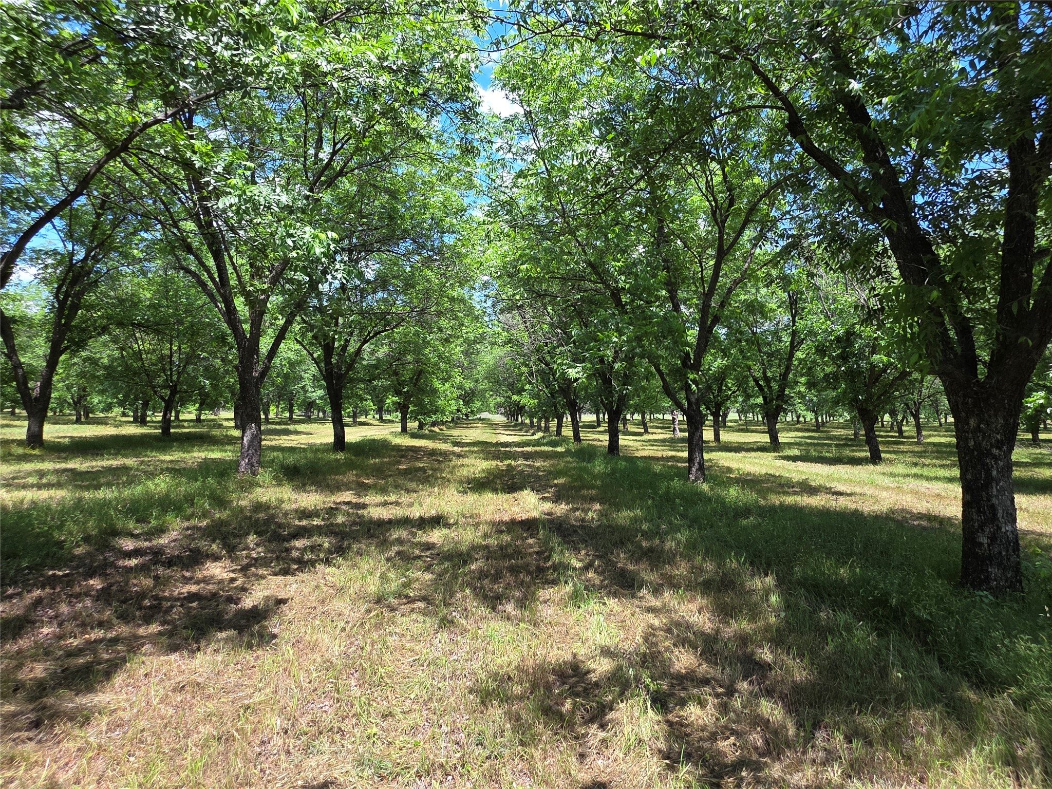 Tbd Cr 446 De Leon TX 76444