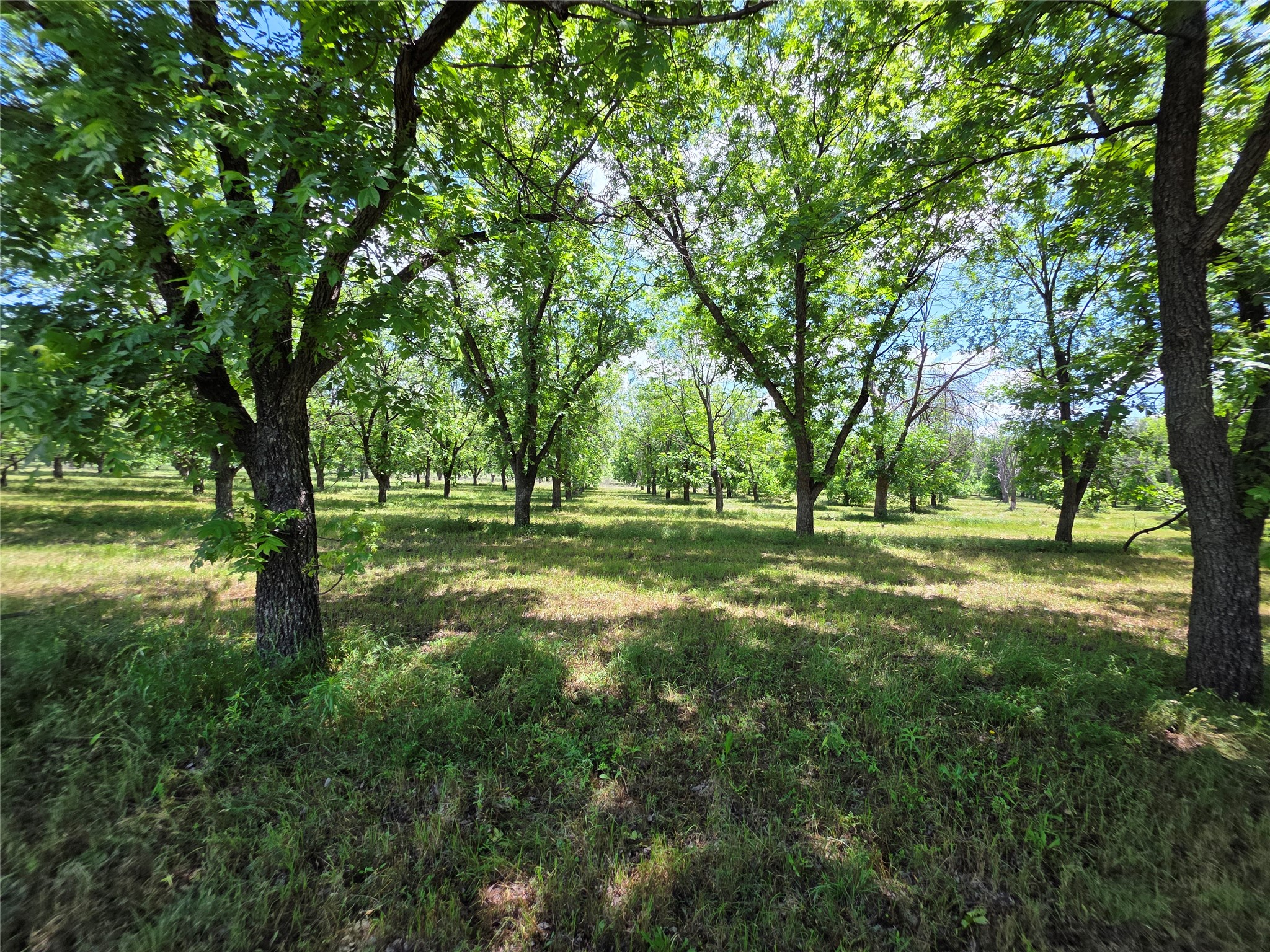 Tbd Cr 446 De Leon TX 76444
