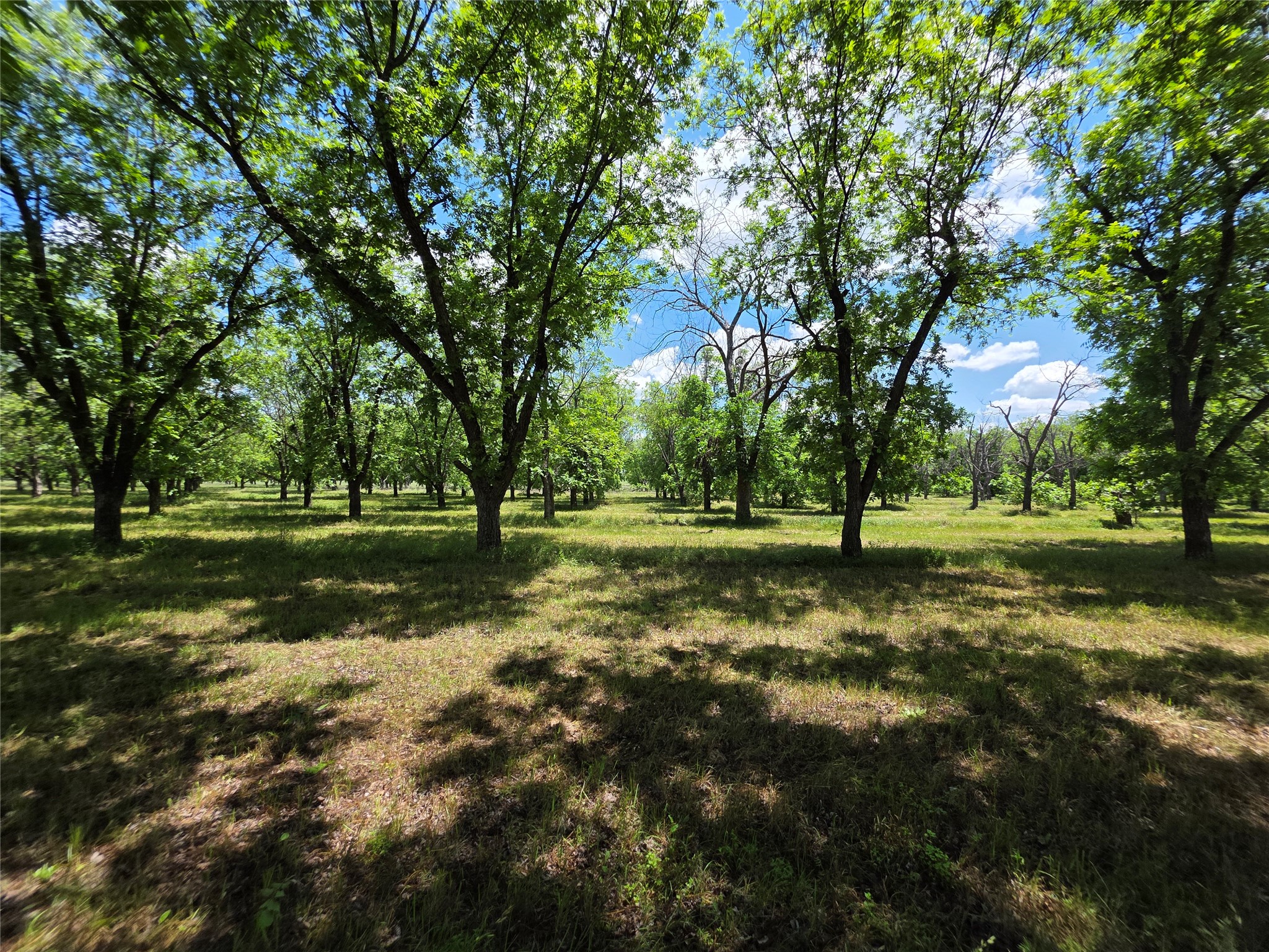 Tbd Cr 446 De Leon TX 76444