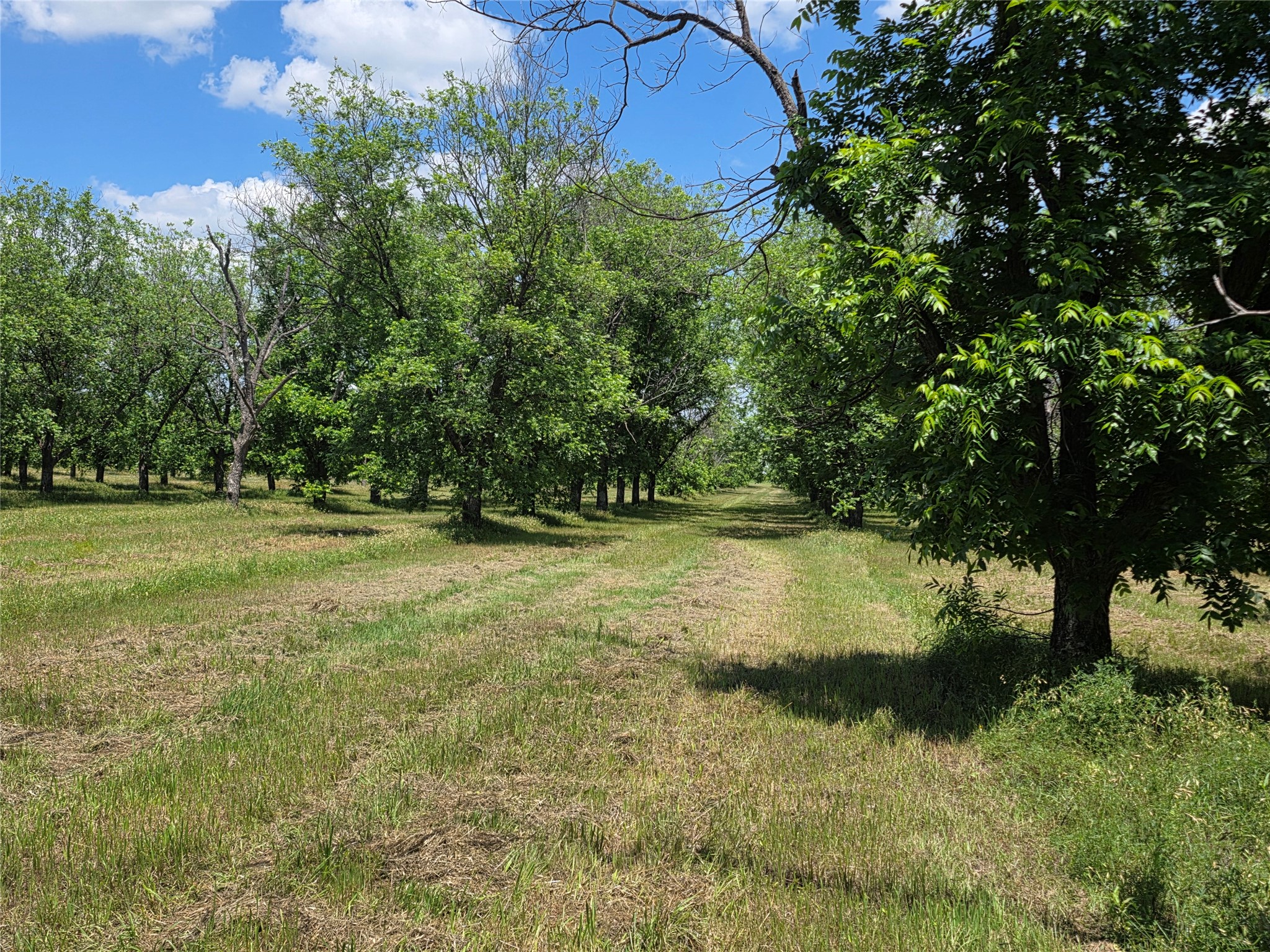 Tbd Cr 446 De Leon TX 76444