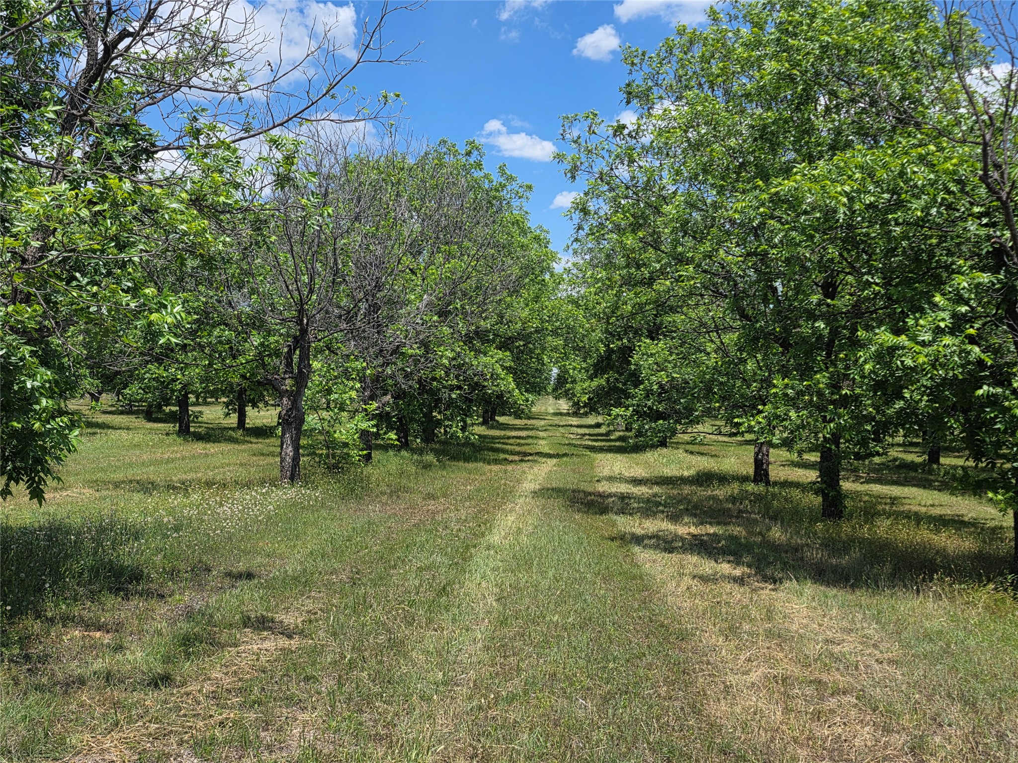Tbd Cr 446 De Leon TX 76444