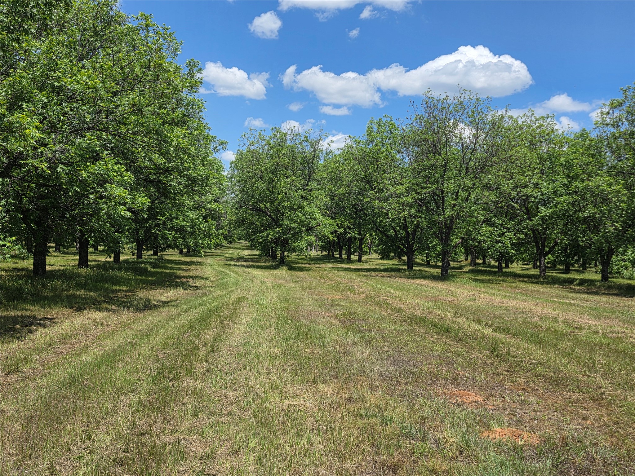 Tbd Cr 446 De Leon TX 76444