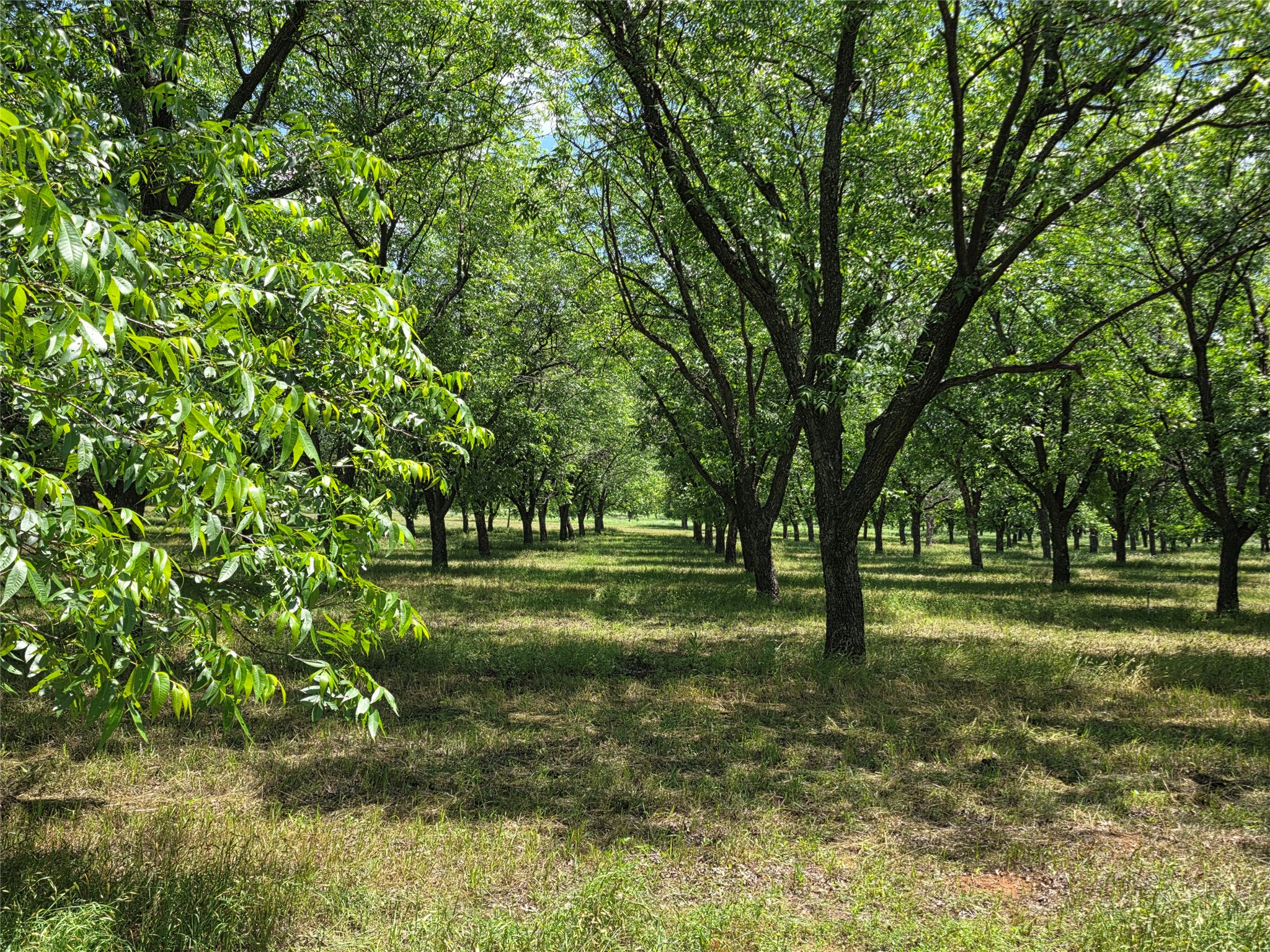 Tbd Cr 446 De Leon TX 76444
