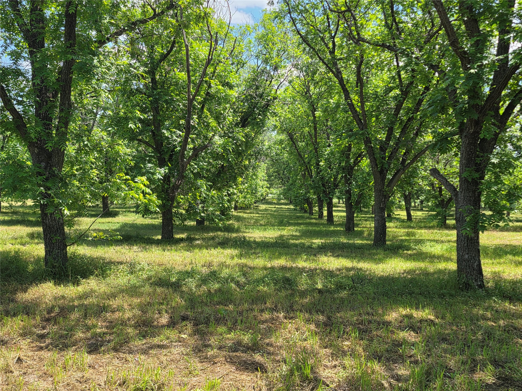 Tbd Cr 446 De Leon TX 76444