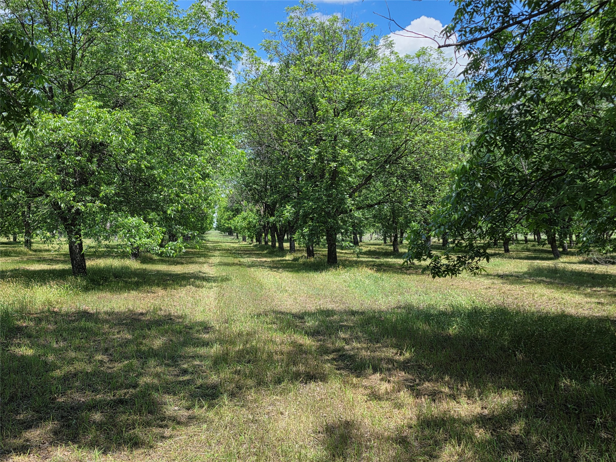 Tbd Cr 446 De Leon TX 76444