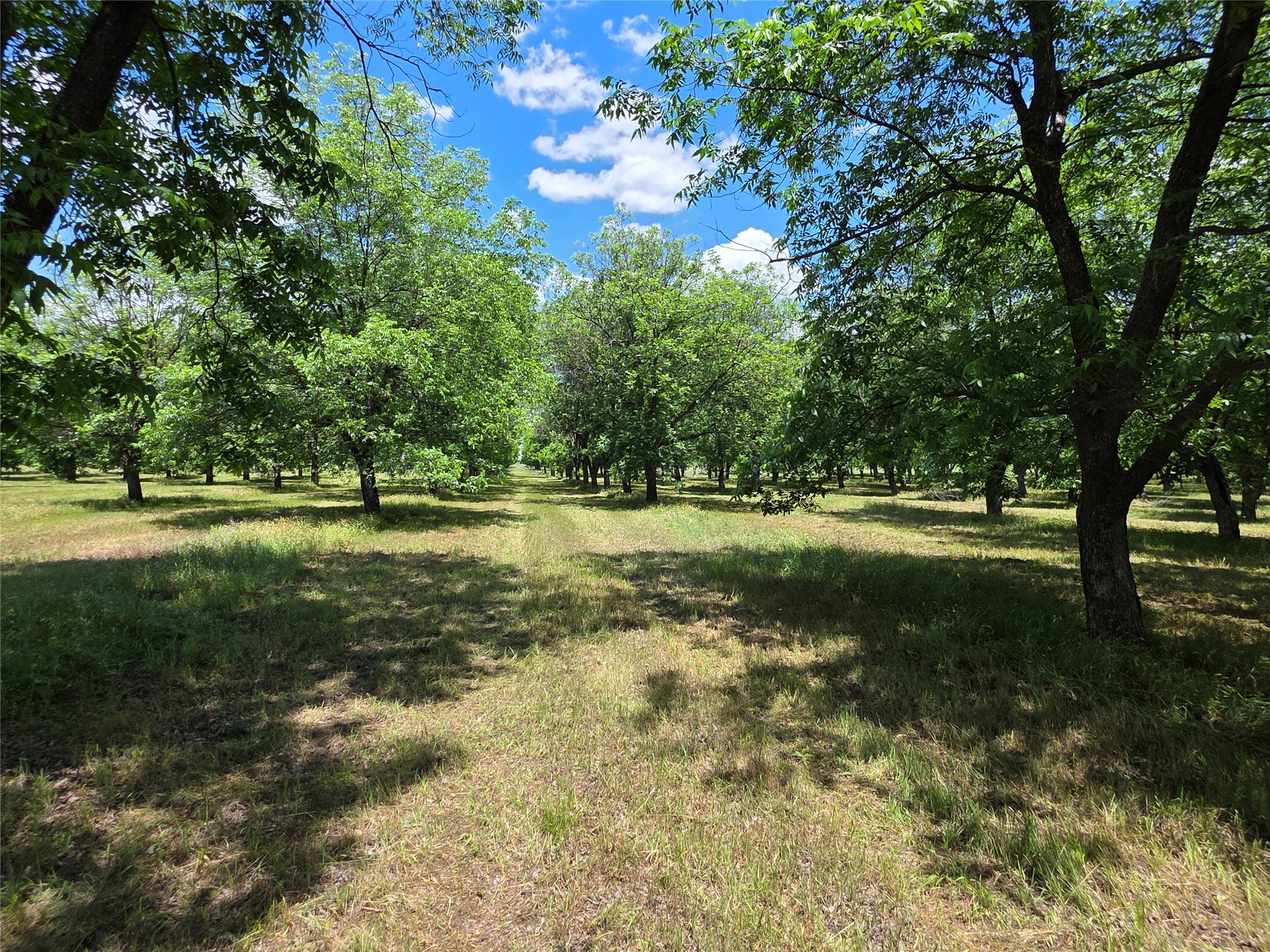 Tbd Cr 446 De Leon TX 76444