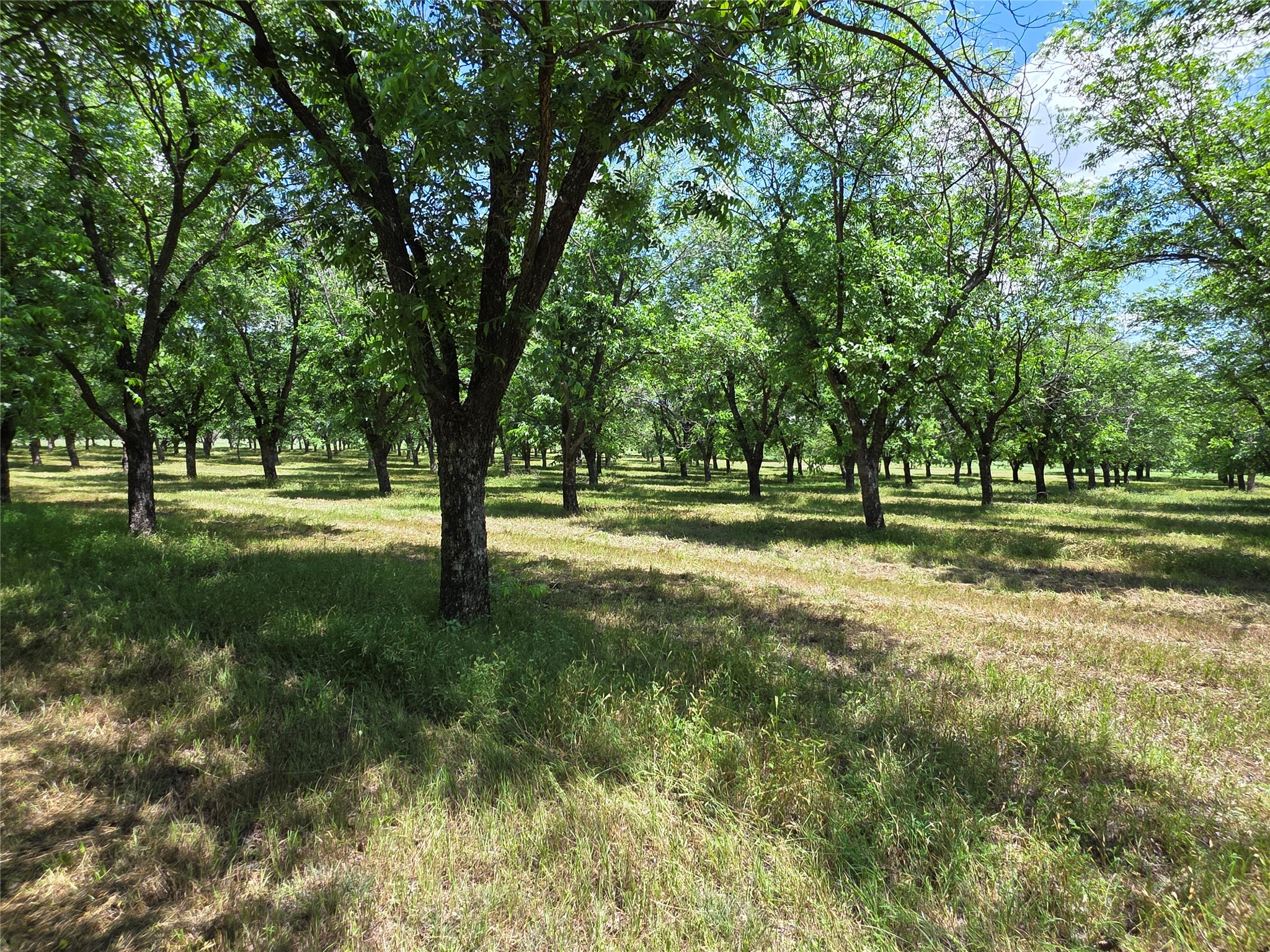 Tbd Cr 446 De Leon TX 76444
