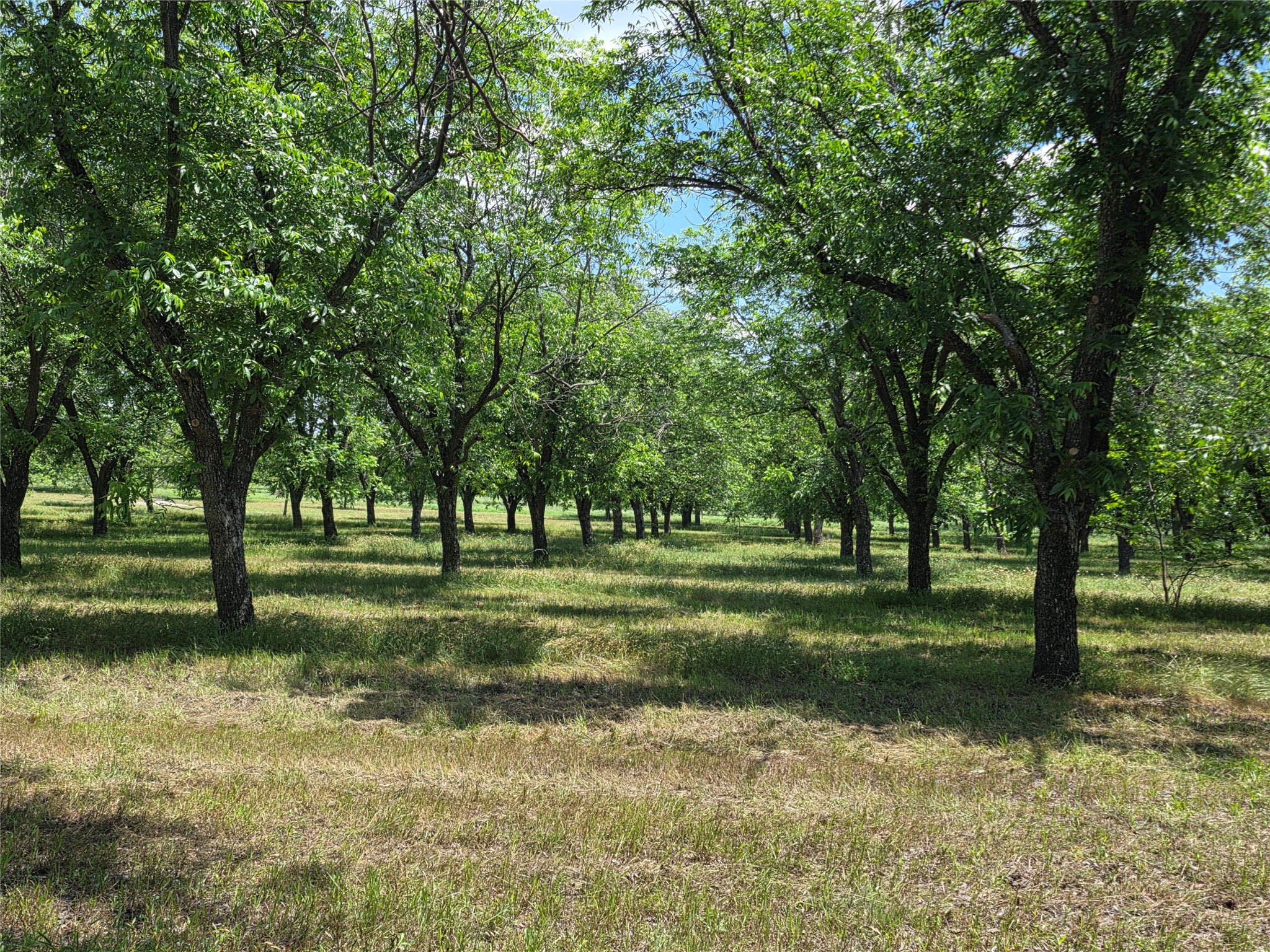 Tbd Cr 446 De Leon TX 76444