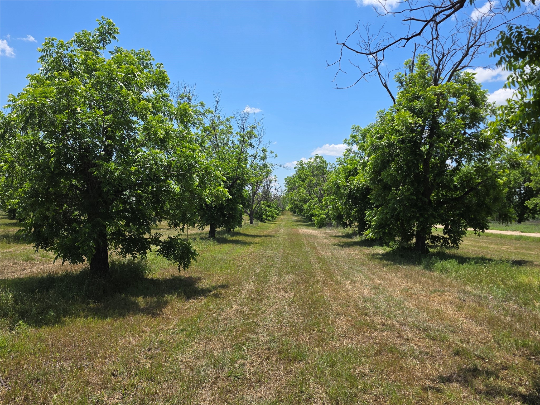 Tbd Cr 446 De Leon TX 76444