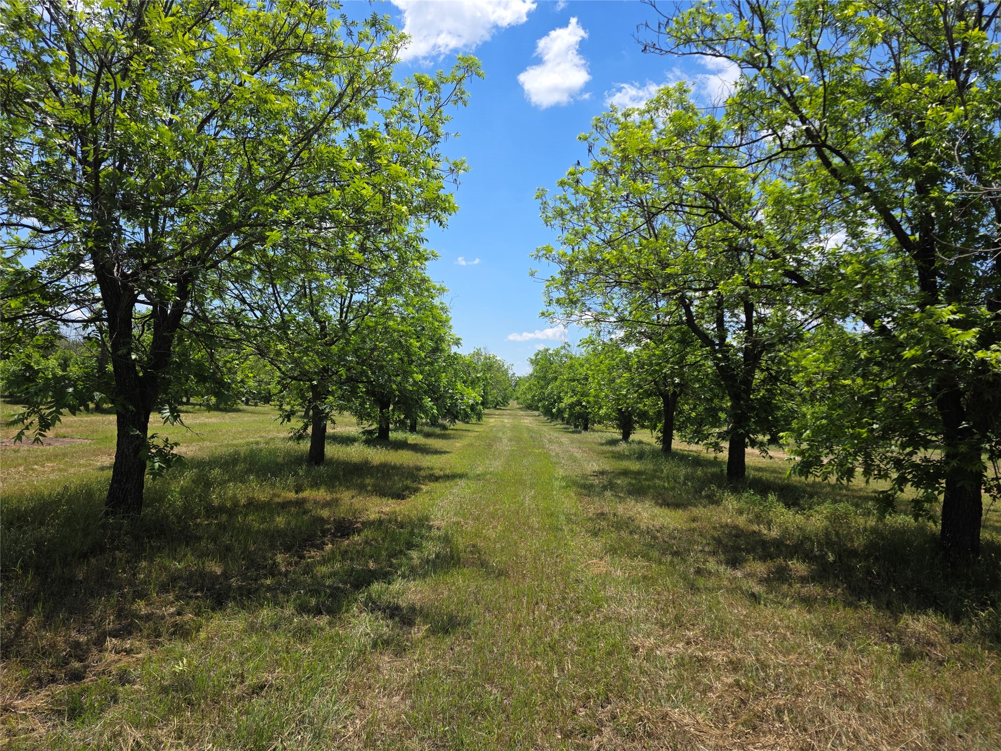 Tbd Cr 446 De Leon TX 76444