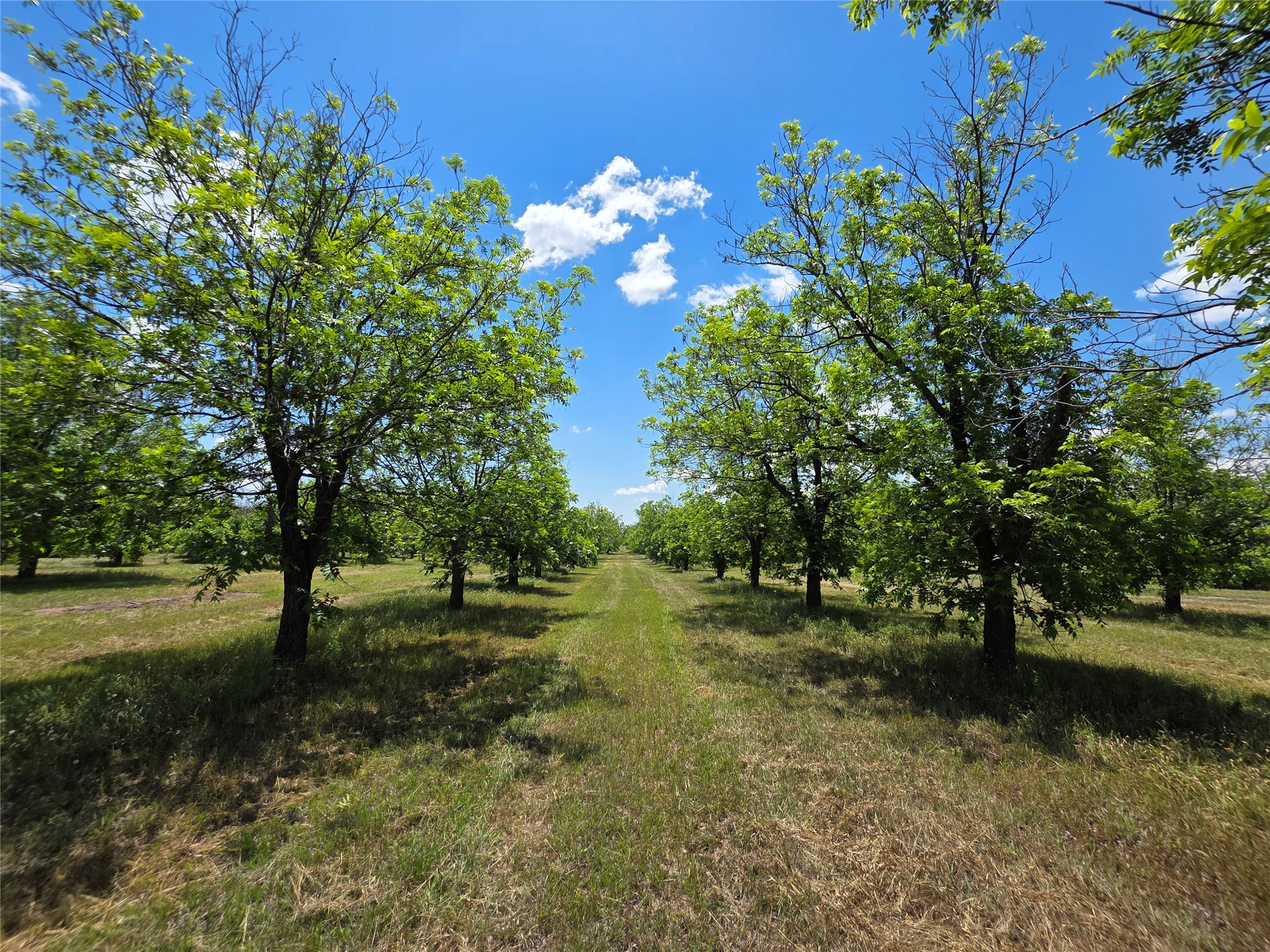 Tbd Cr 446 De Leon TX 76444