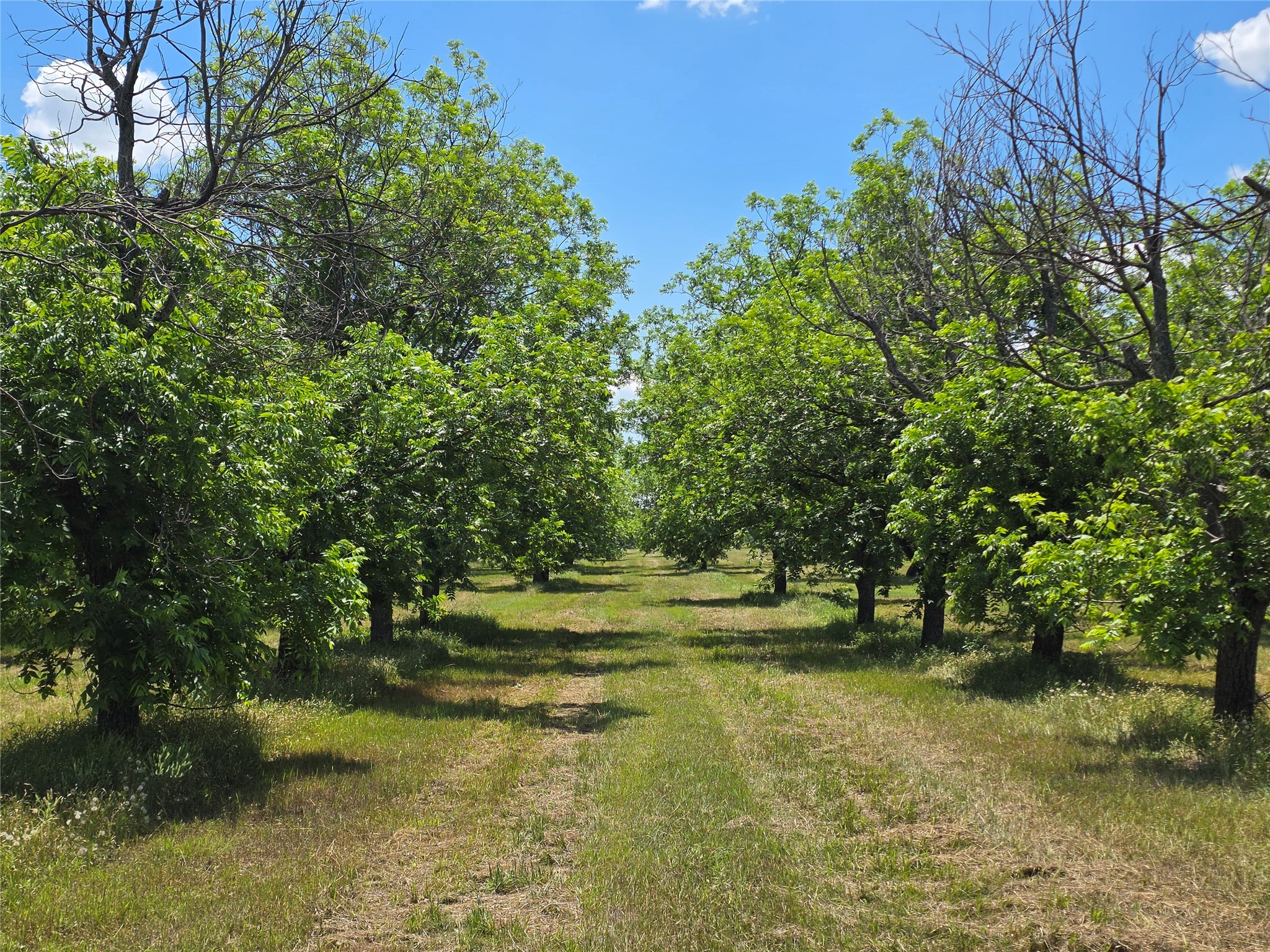 Tbd Cr 446 De Leon TX 76444