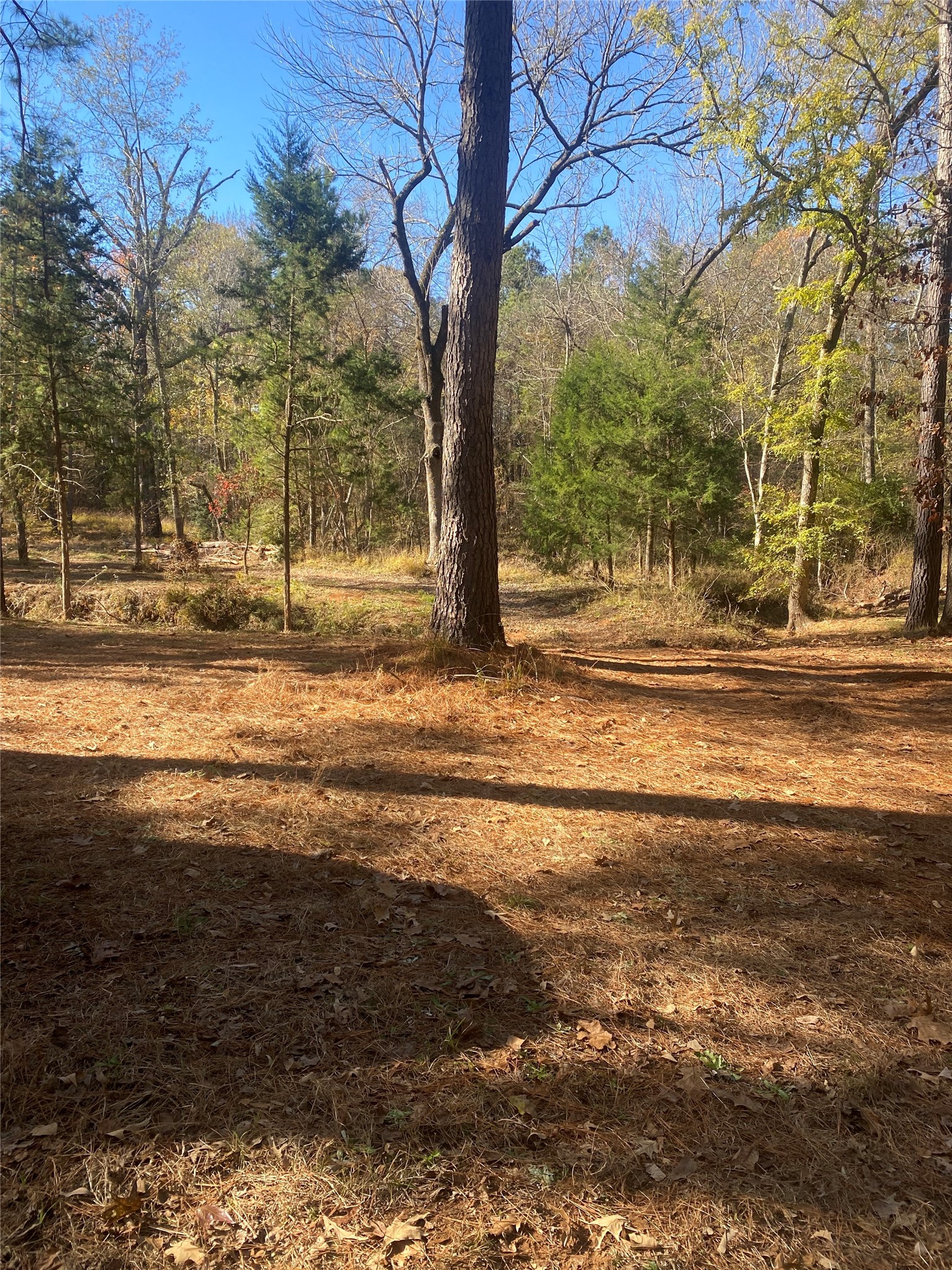 44.2 Acres State Highway 64 Ben Wheeler TX 75754