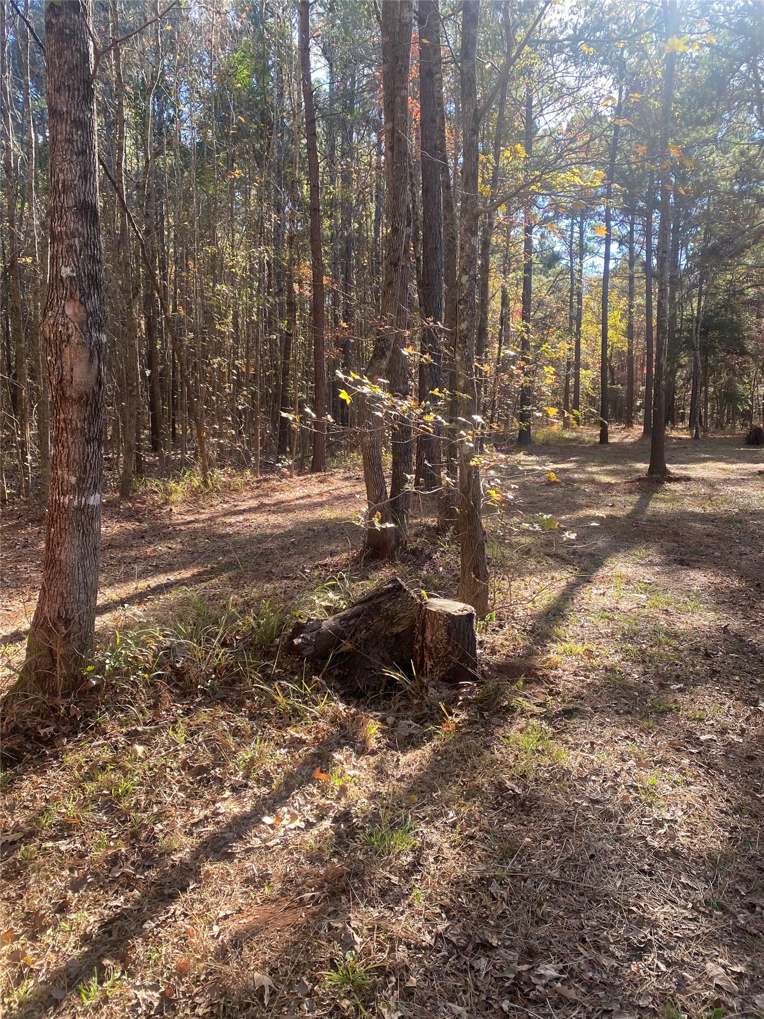 44.2 Acres State Highway 64 Ben Wheeler TX 75754