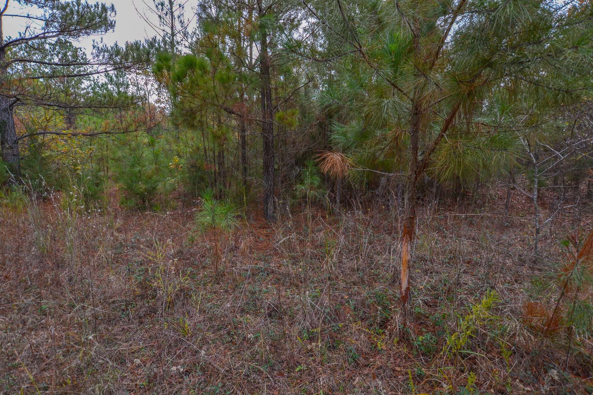 0 Cr 4960 Quitman TX 75783