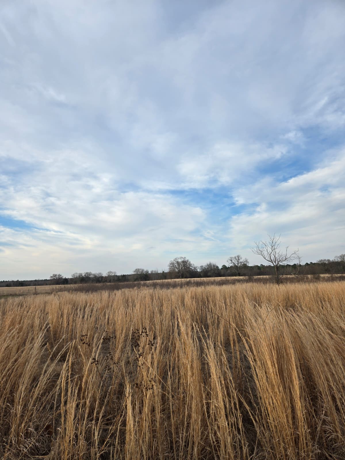 Tbd Cr 4836 0.50 Winnsboro TX 75494