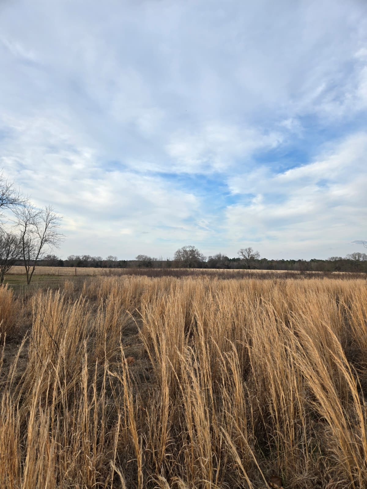 Tbd Cr 4836 0.50 Winnsboro TX 75494