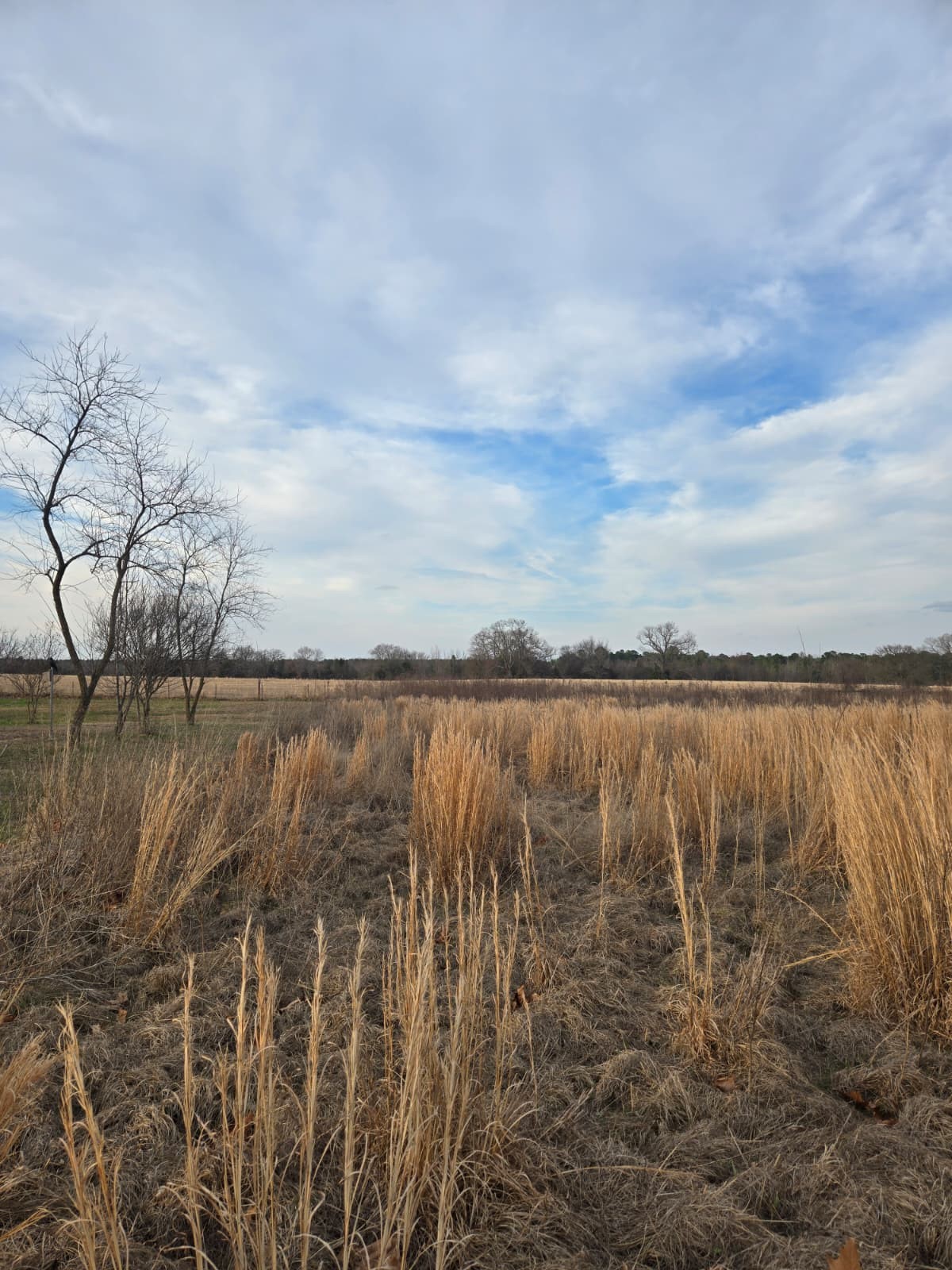 Tbd Cr 4836 0.50 Winnsboro TX 75494