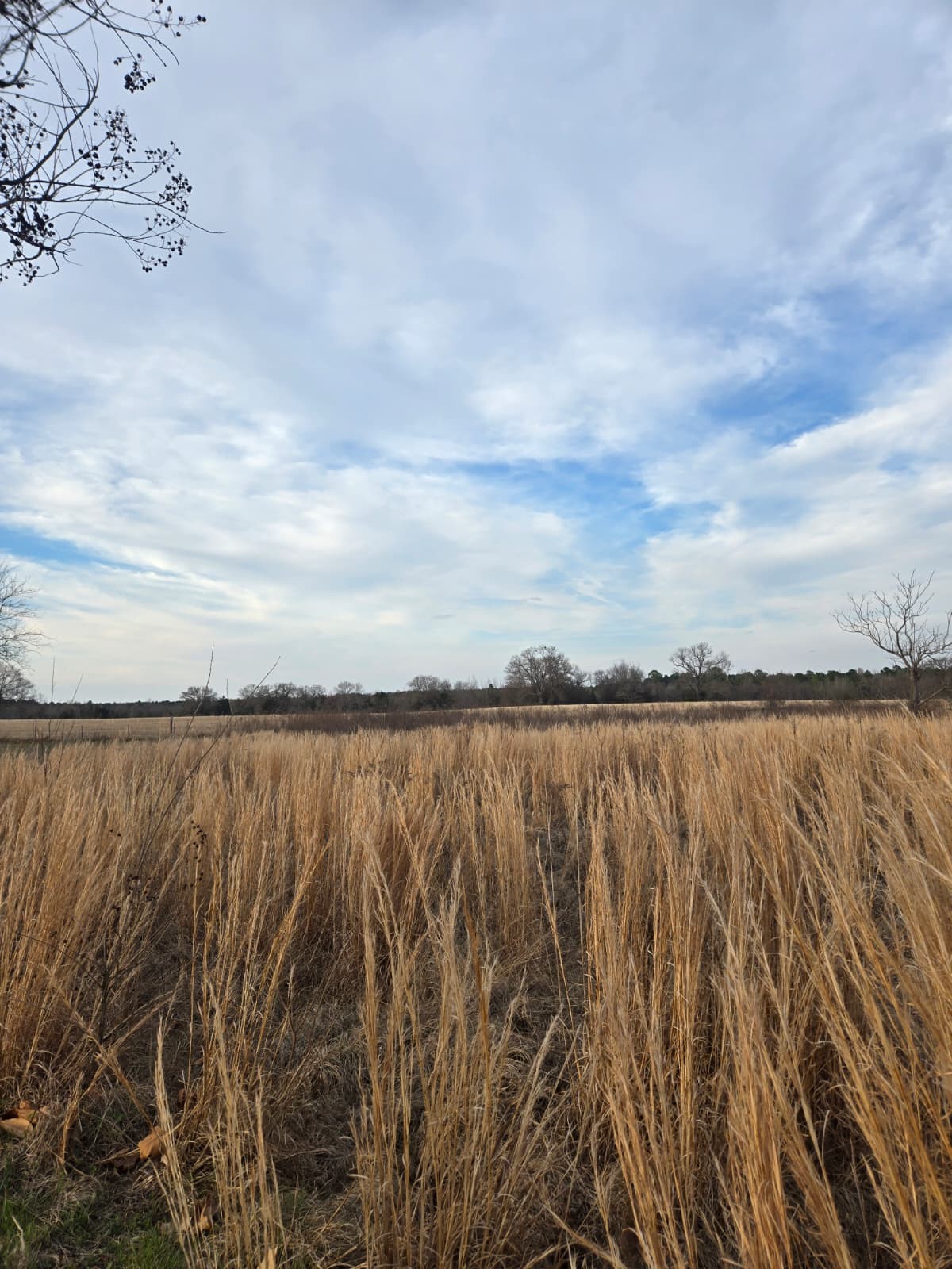 Tbd Cr 4836 0.50 Winnsboro TX 75494