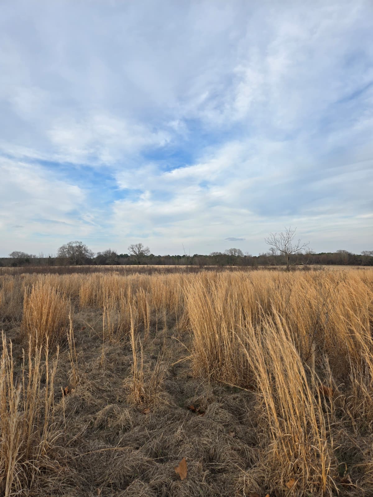 Tbd Cr 4836 0.50 Winnsboro TX 75494