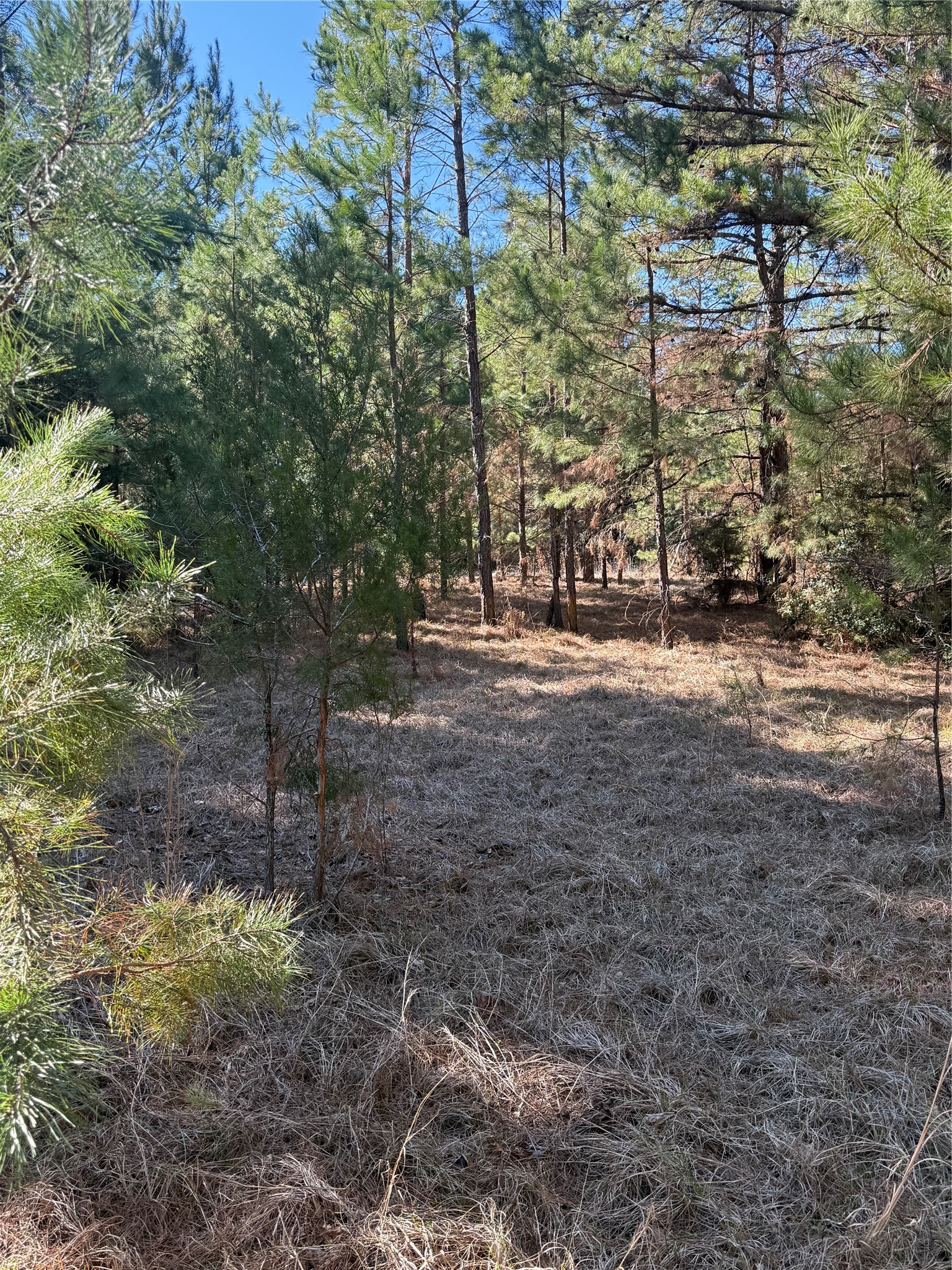Tbd Cr 1755 Grapeland TX 75844