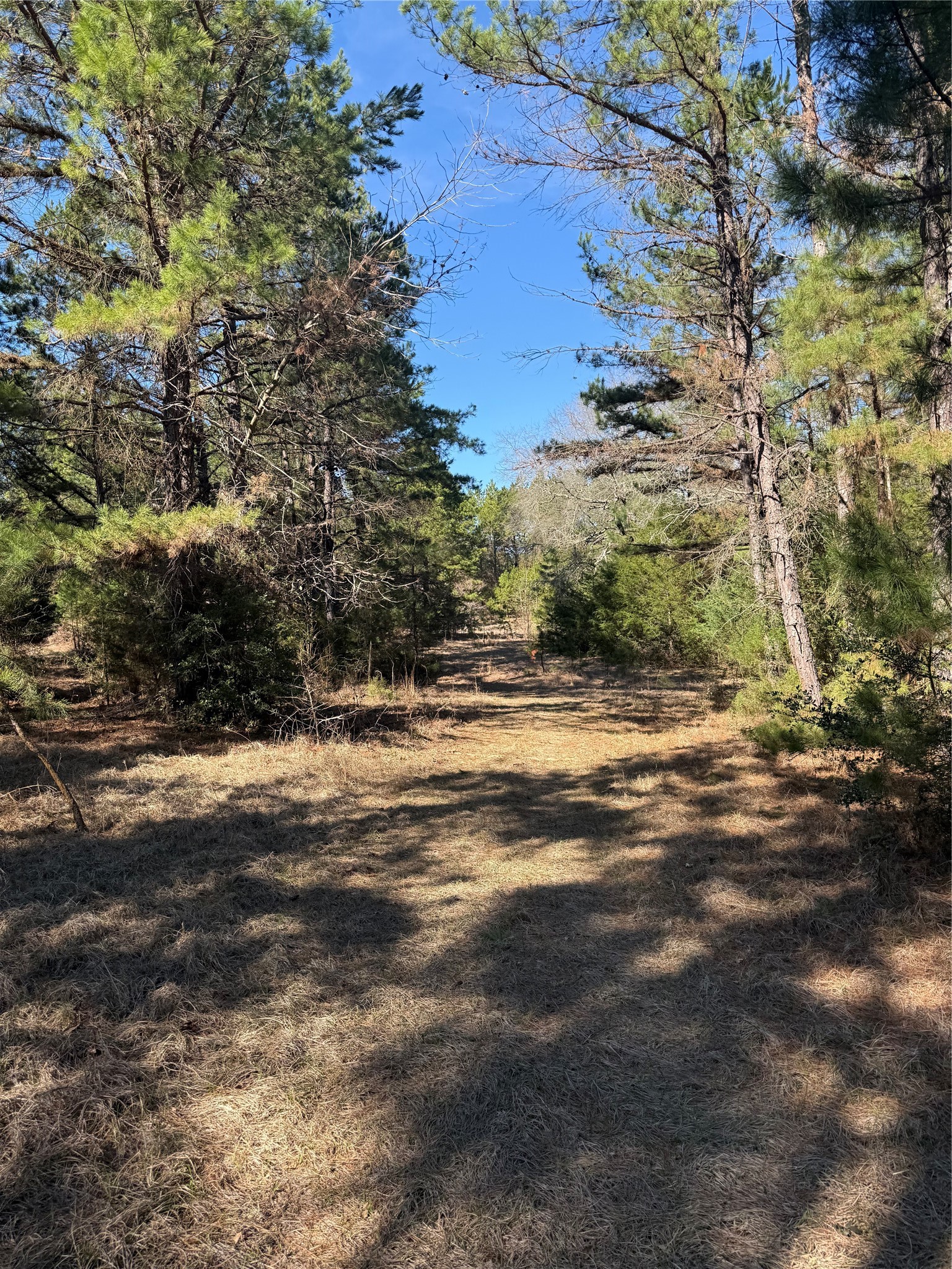 Tbd Cr 1755 Grapeland TX 75844