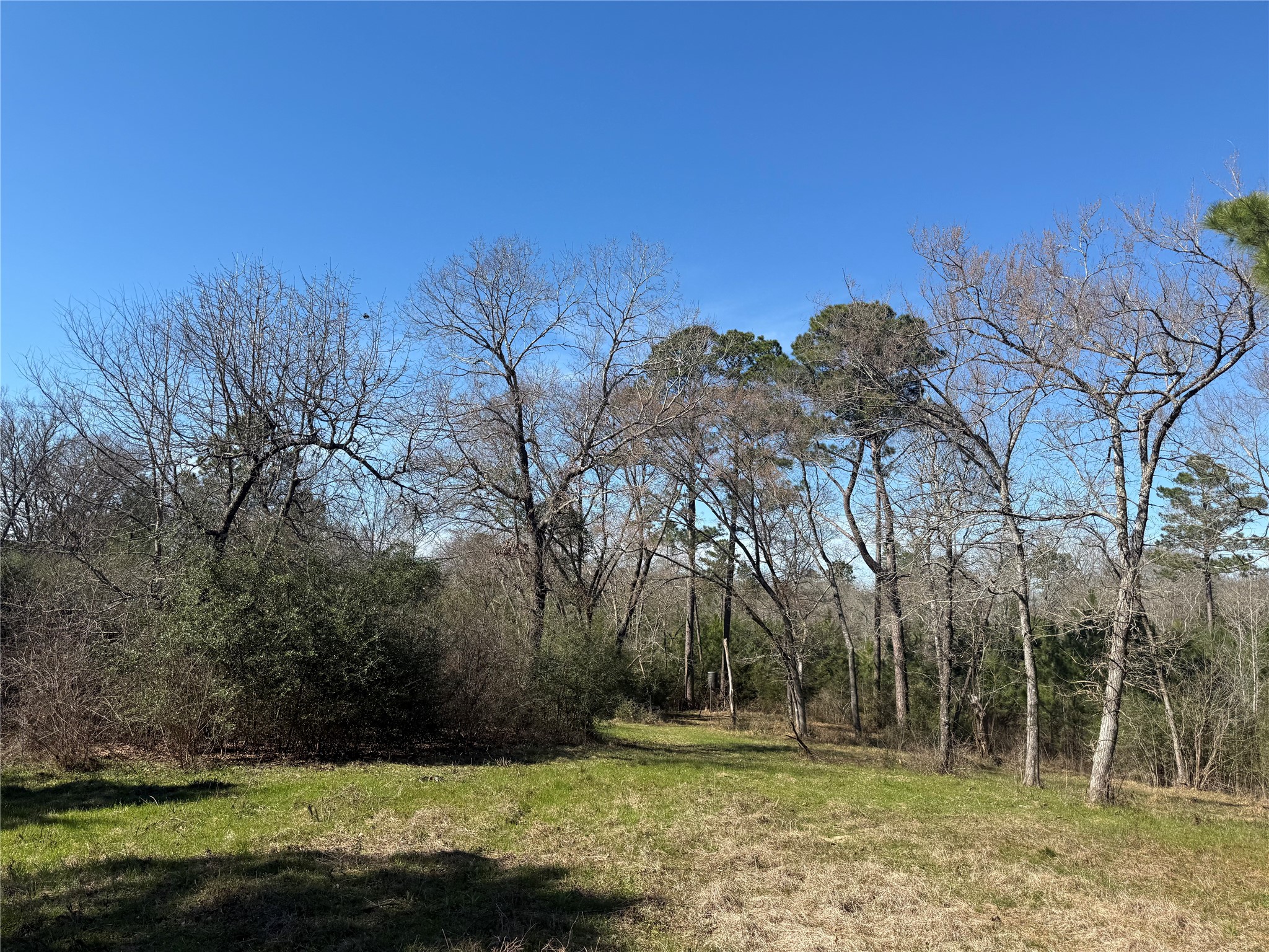 Tbd Cr 1755 Grapeland TX 75844