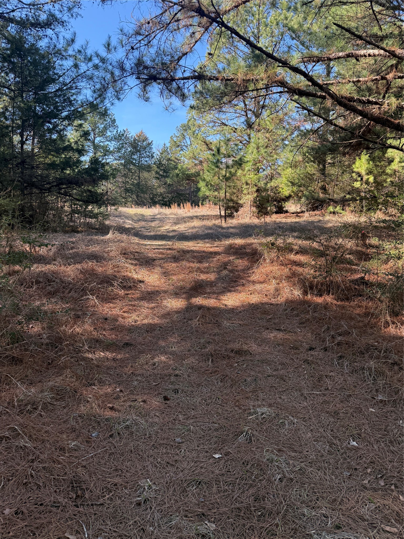 Tbd Cr 1755 Grapeland TX 75844