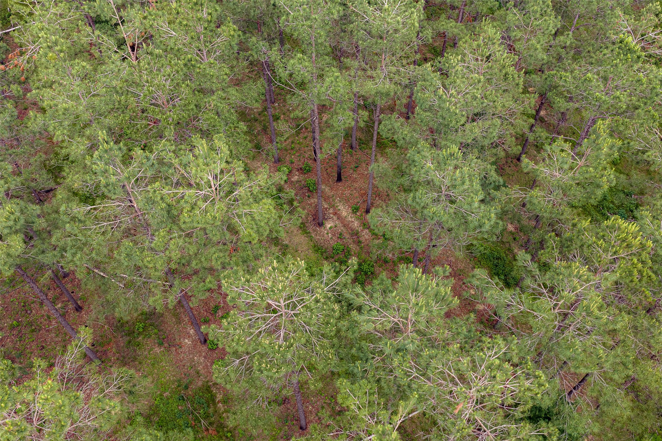 0 Cr 155 Long Branch TX 75669