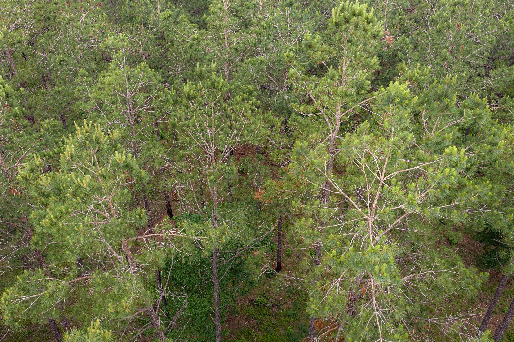 0 Cr 155 Long Branch TX 75669