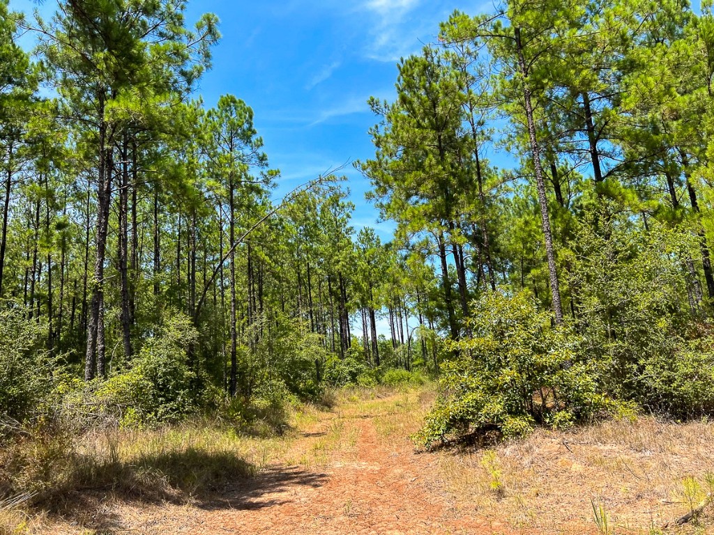0 Lost Indian Camp Road Huntsville TX 77320