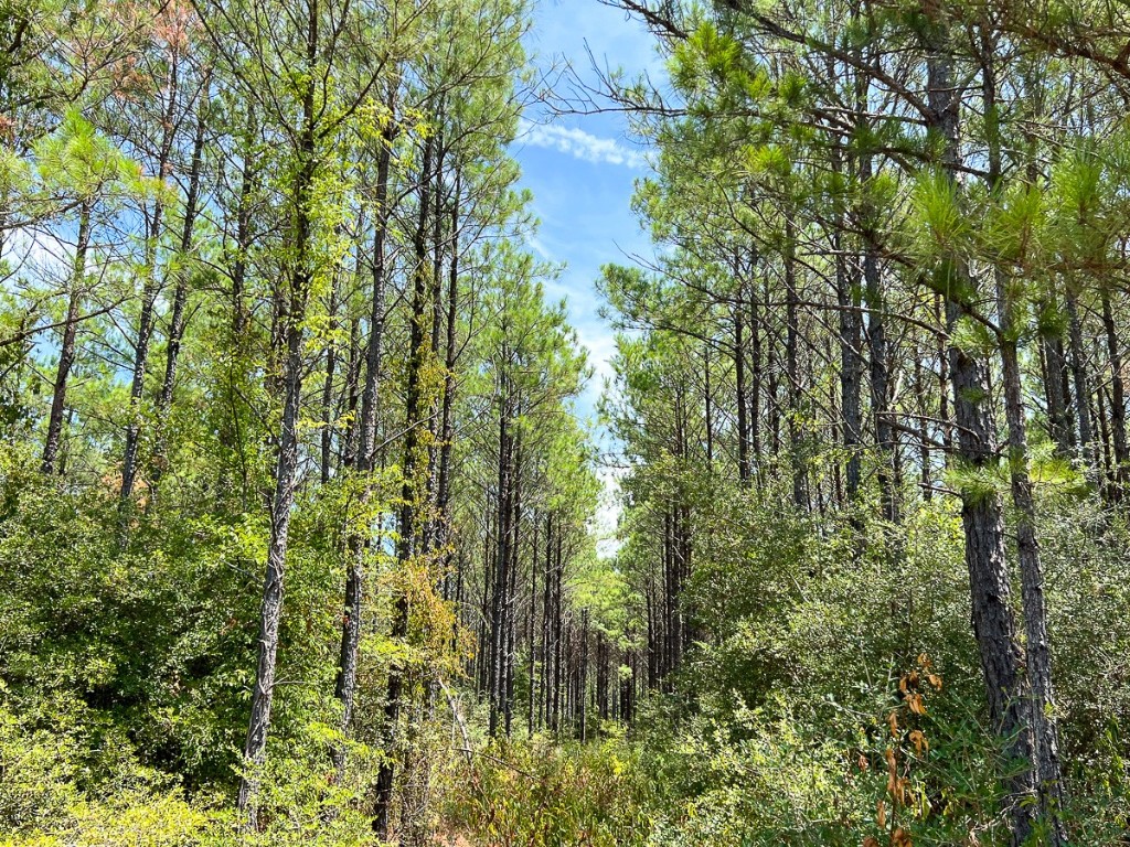 0 Lost Indian Camp Road Huntsville TX 77320
