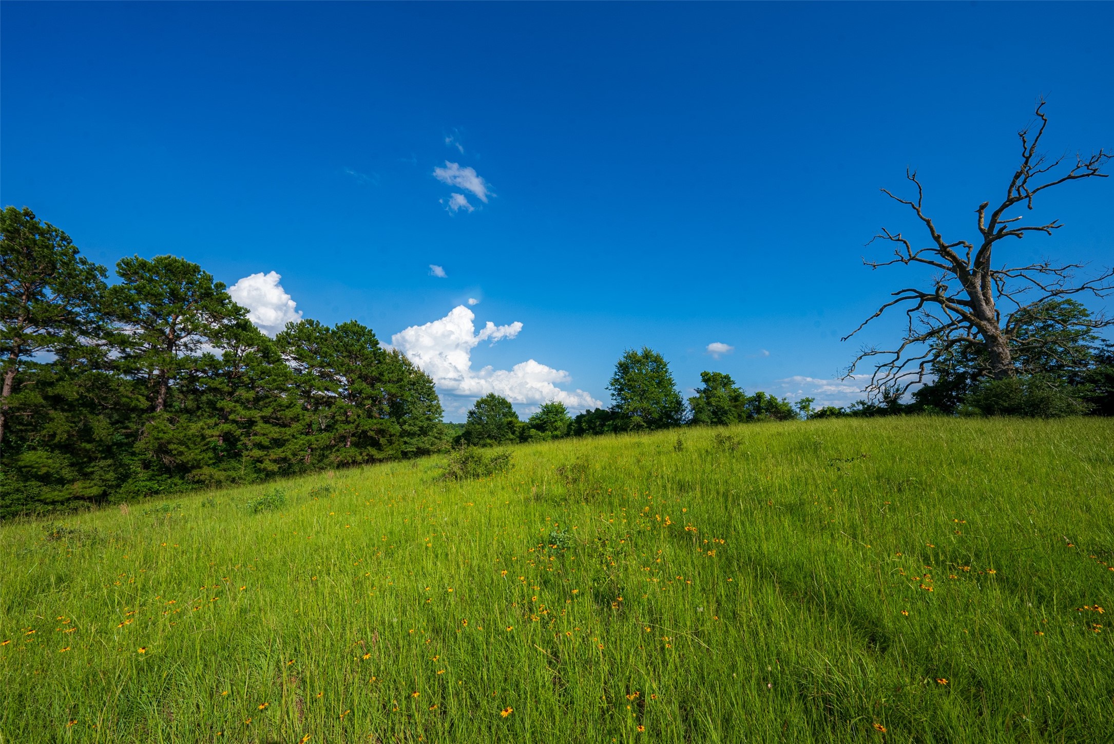 2030 County Road 1640 Grapeland TX 75844