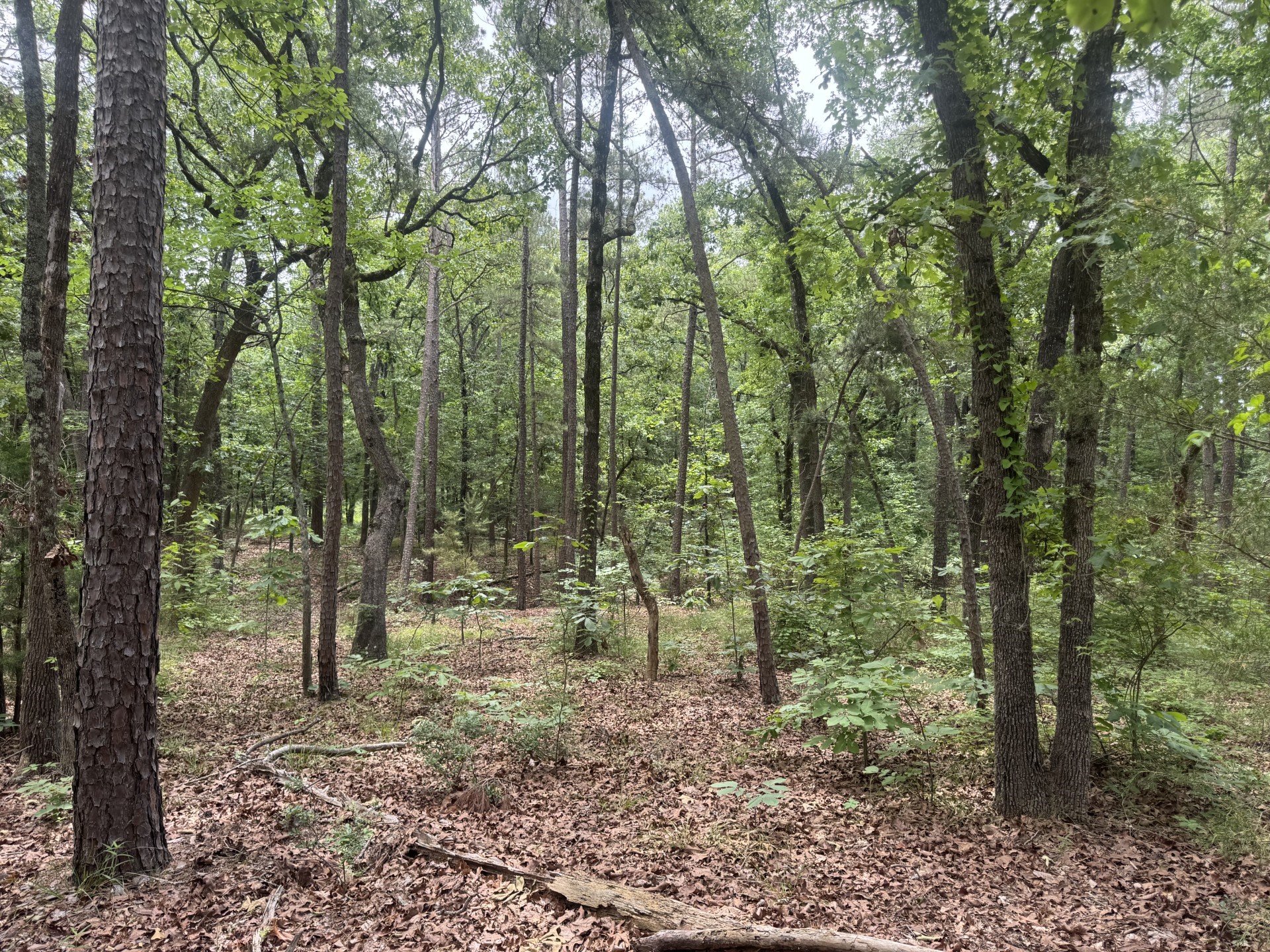000 Cr 34980 Powderly TX 75473