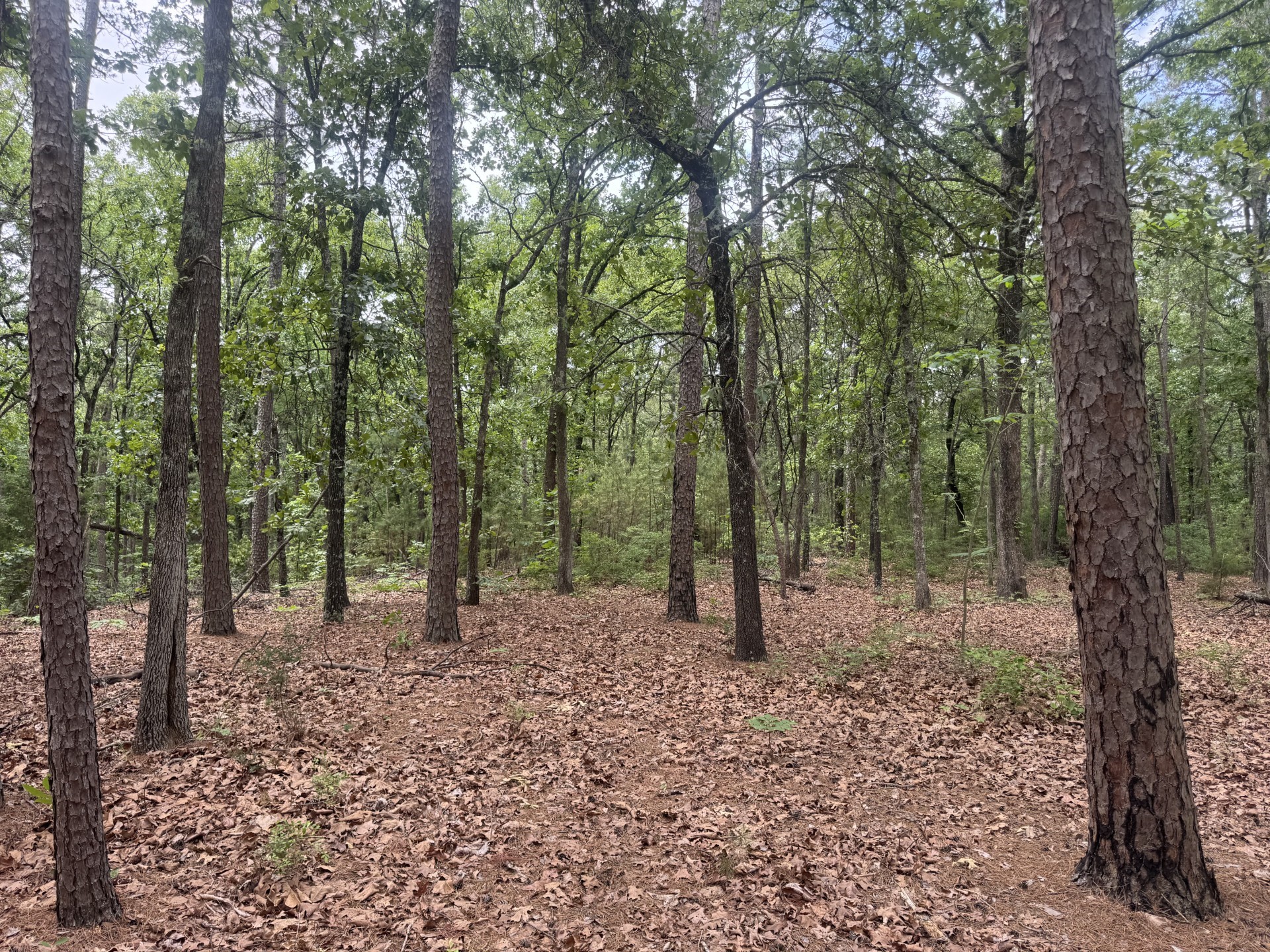 000 Cr 34980 Powderly TX 75473
